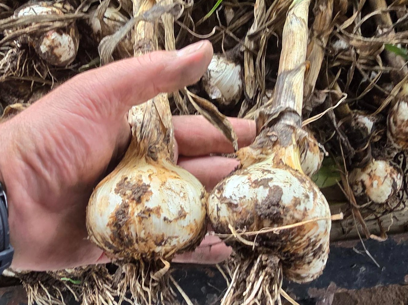 Thumbnail image 2 for Fresh Heirloom Hard neck Garlic