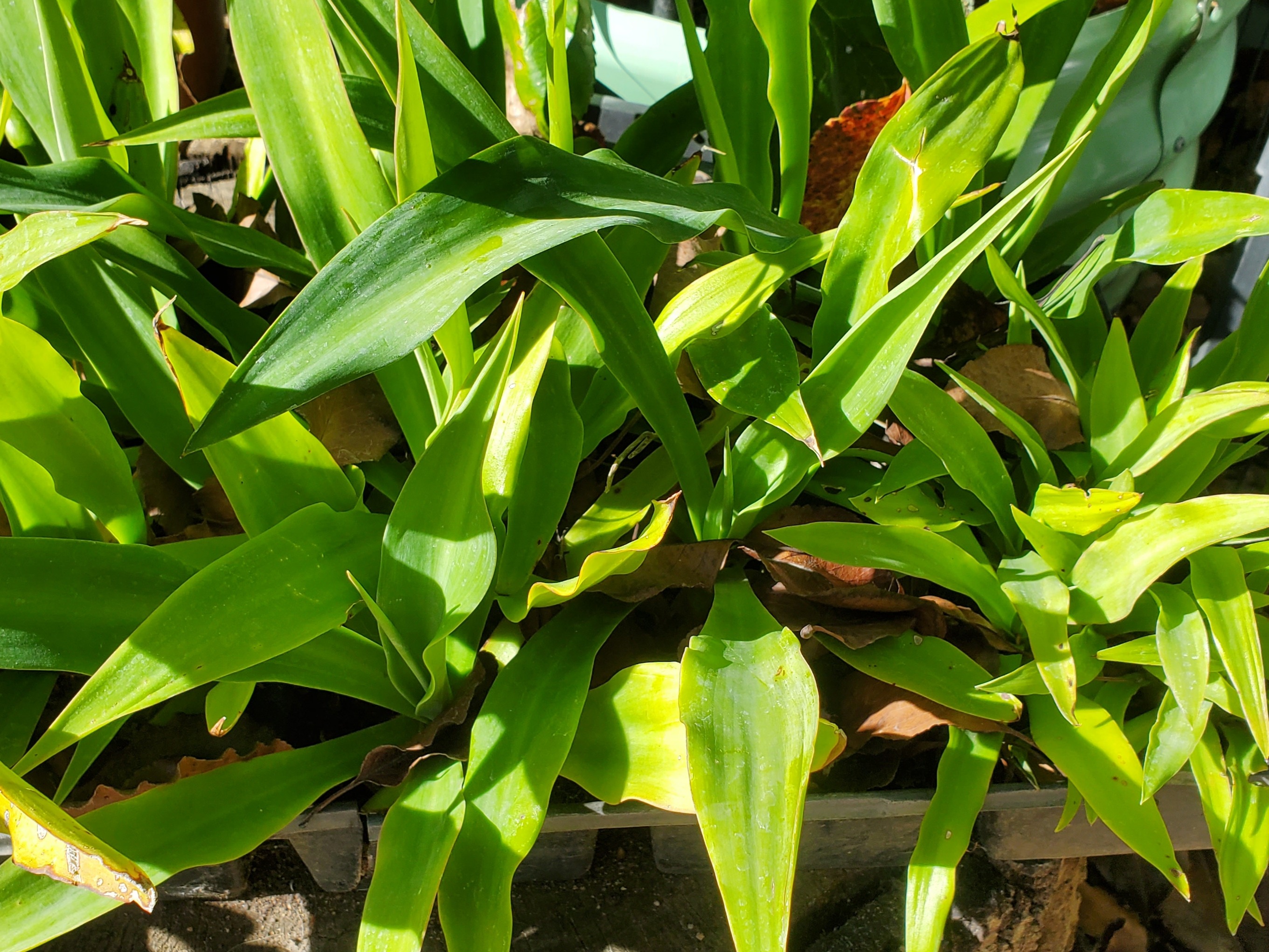 Thumbnail image 1 for Smooth Agave Plant $5/each