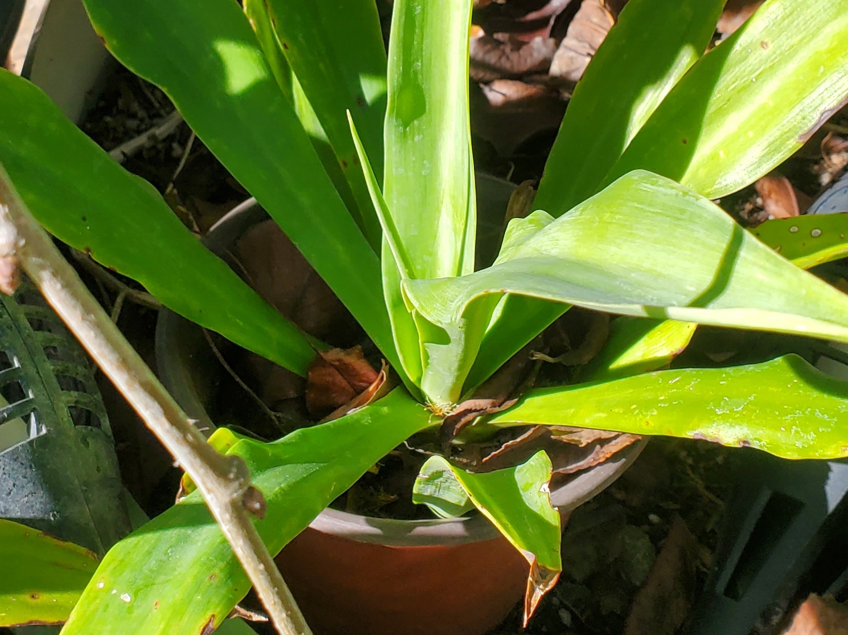 Thumbnail image 2 for Smooth Agave Plant $5/each