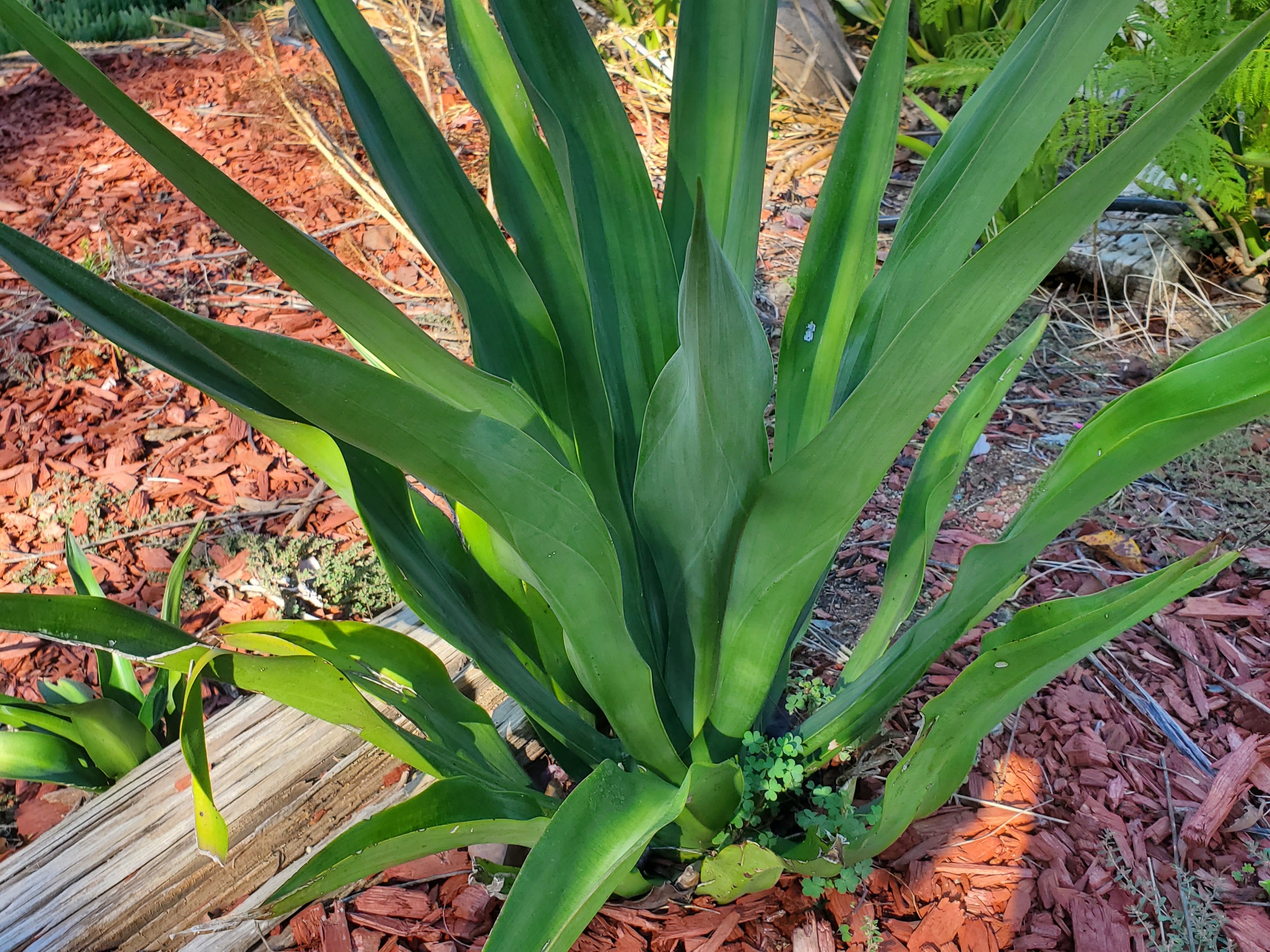 Thumbnail image 3 for Smooth Agave Plant $5/each
