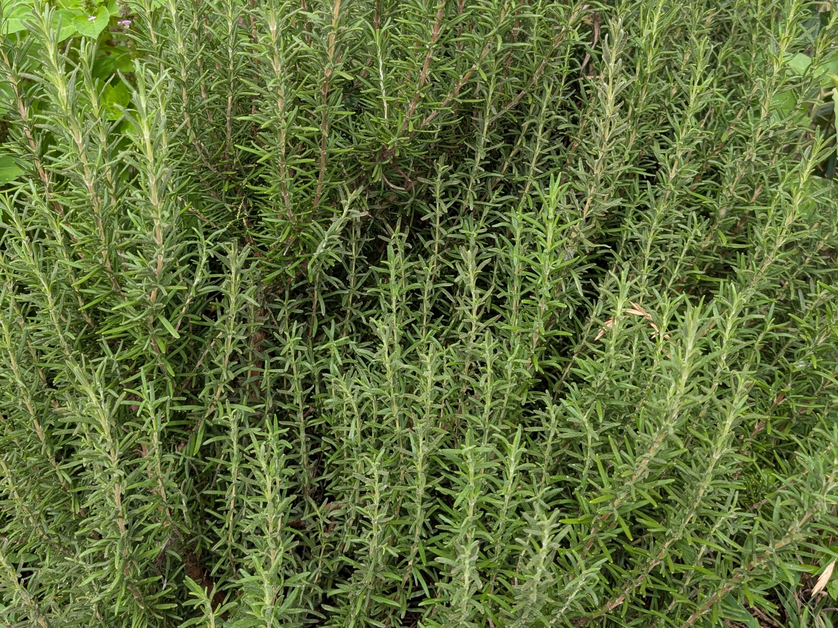 Thumbnail image 2 for Fresh Rosemary