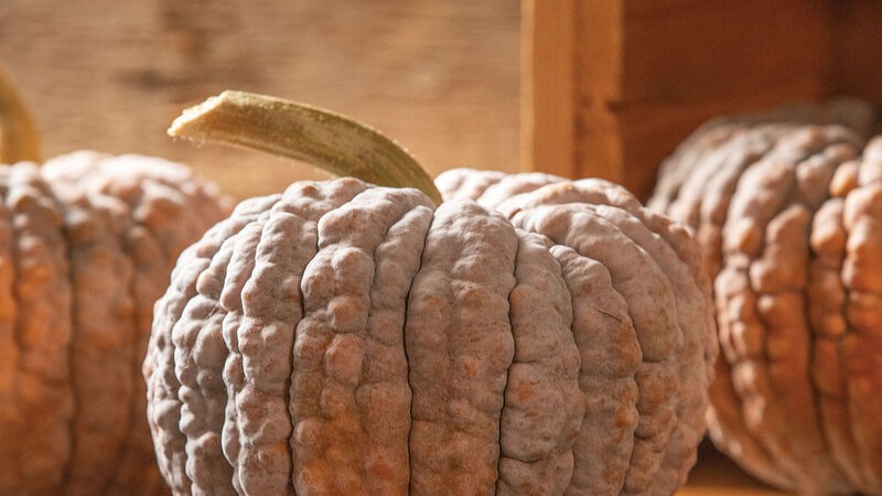 START - Winter Squash - Black Futsu