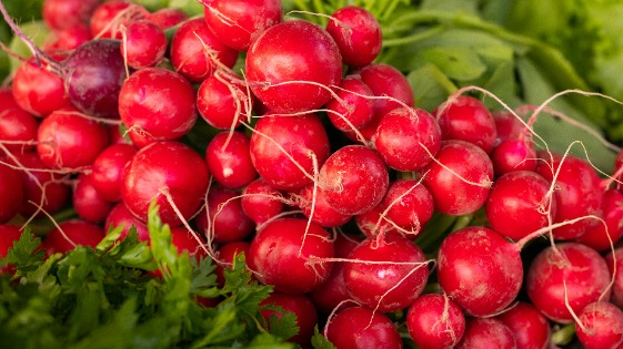 Radishes
