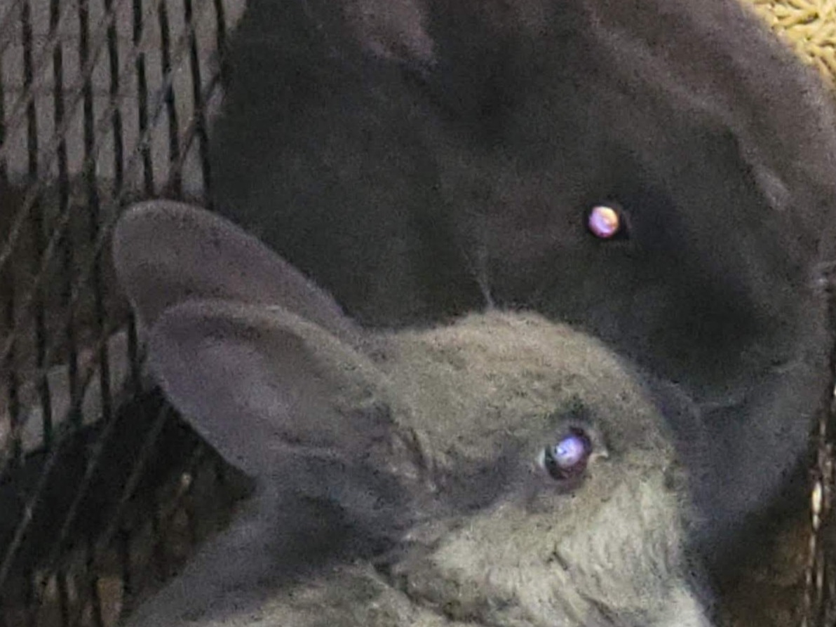 Rabbit