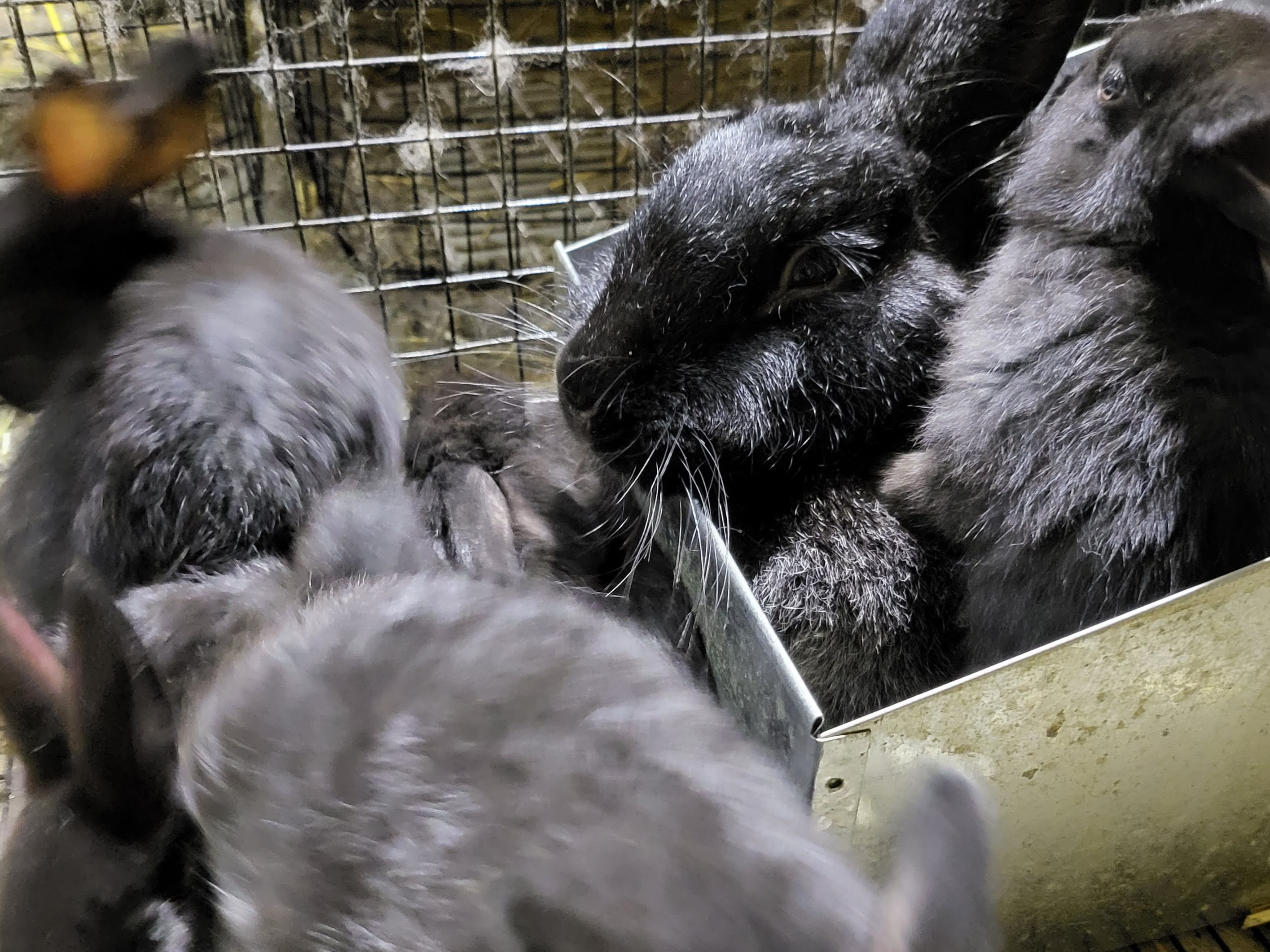 Thumbnail image 2 for Rabbit