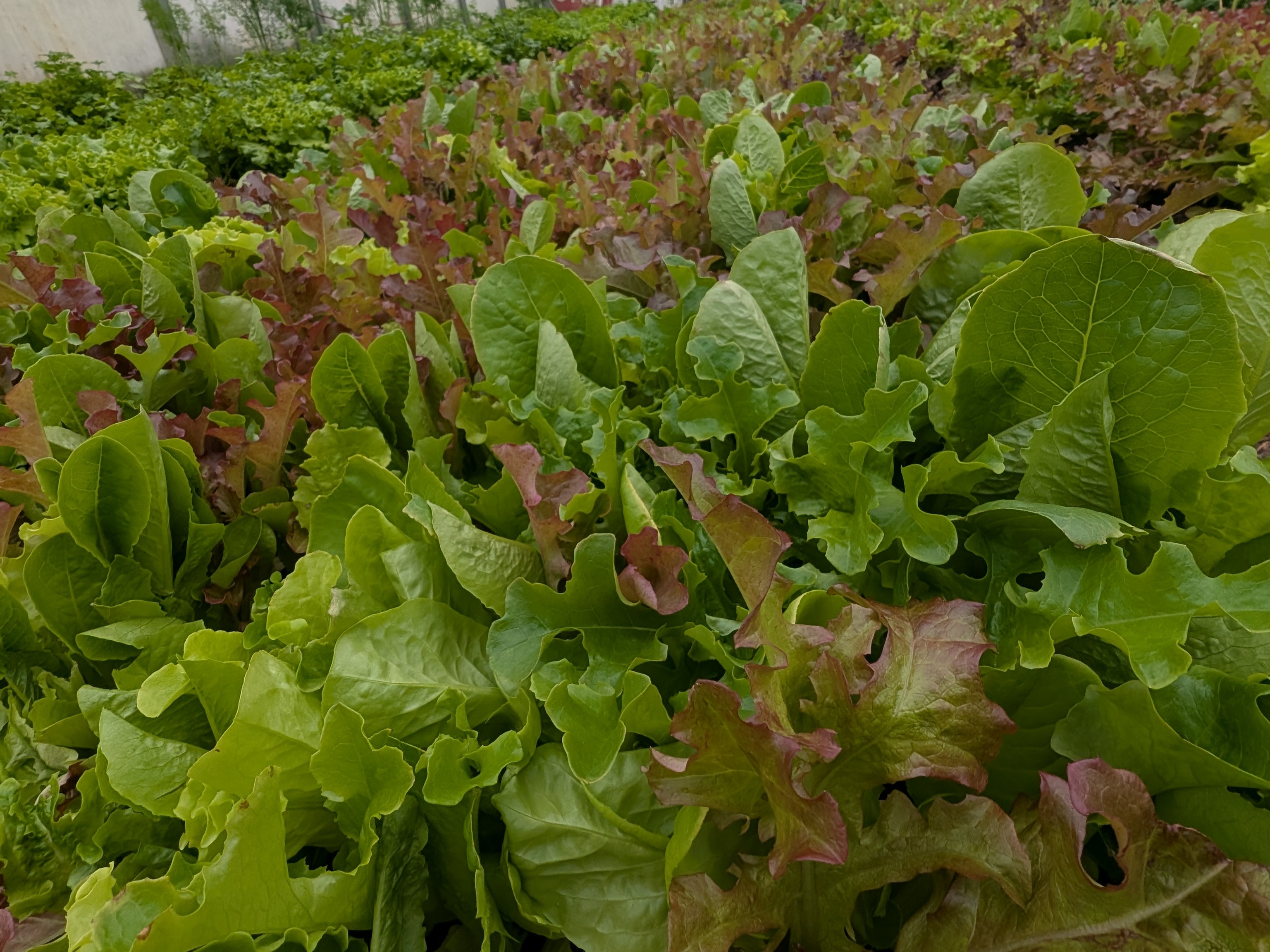 Thumbnail image 1 for Salad mix