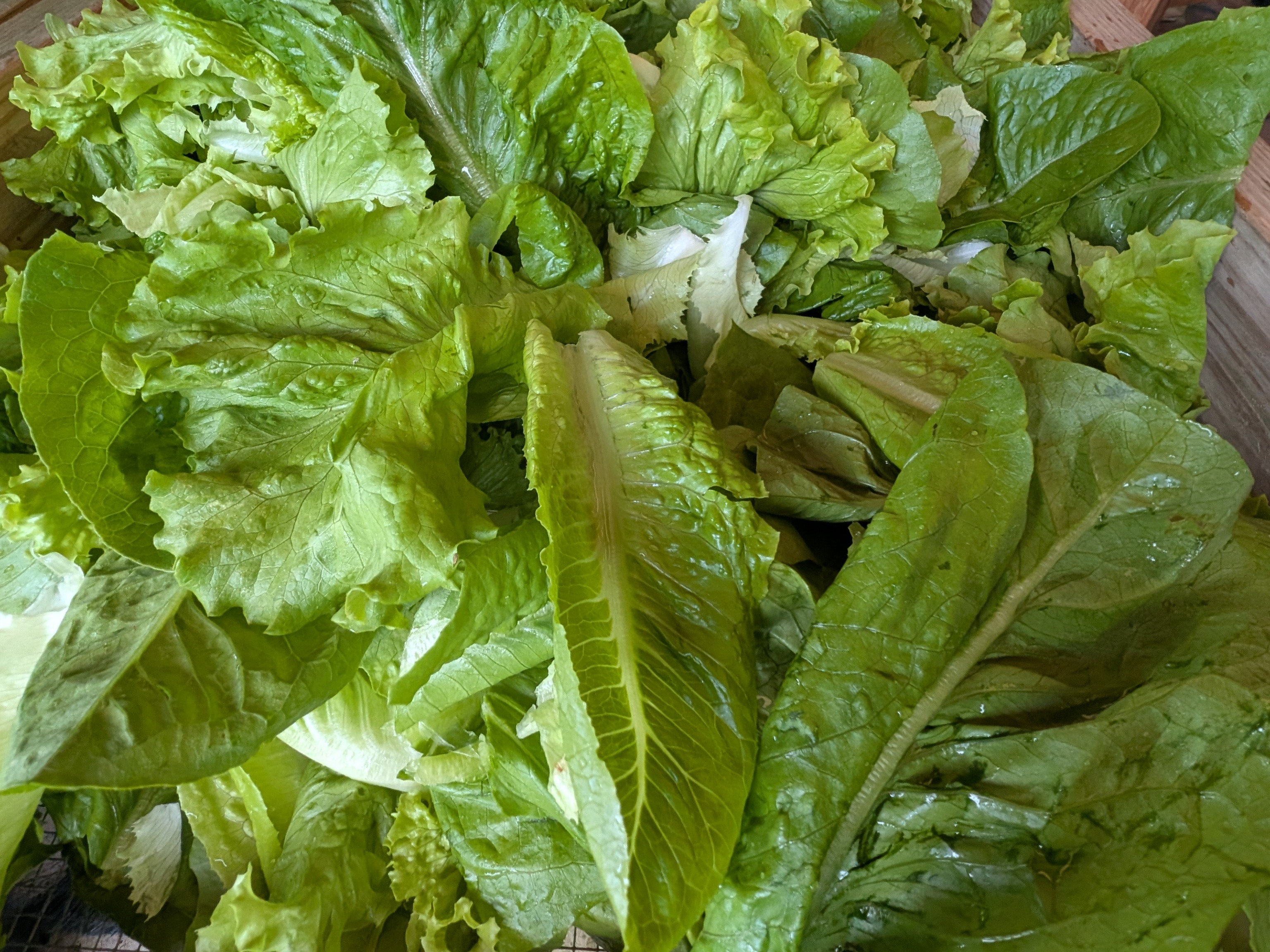 Thumbnail image 2 for Salad mix