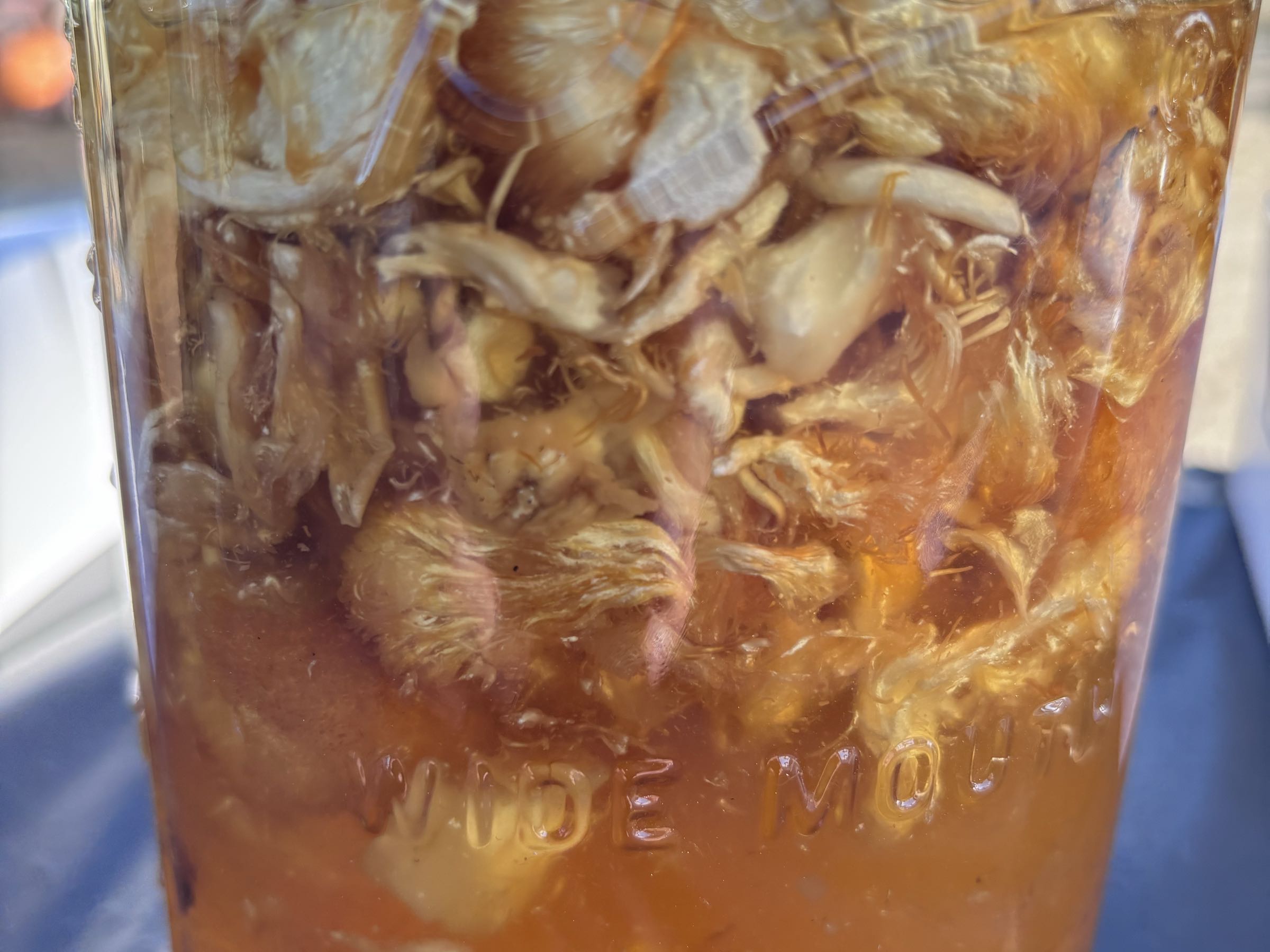 Thumbnail image 2 for Lion’s Mane +Golden Oyster Tincture
