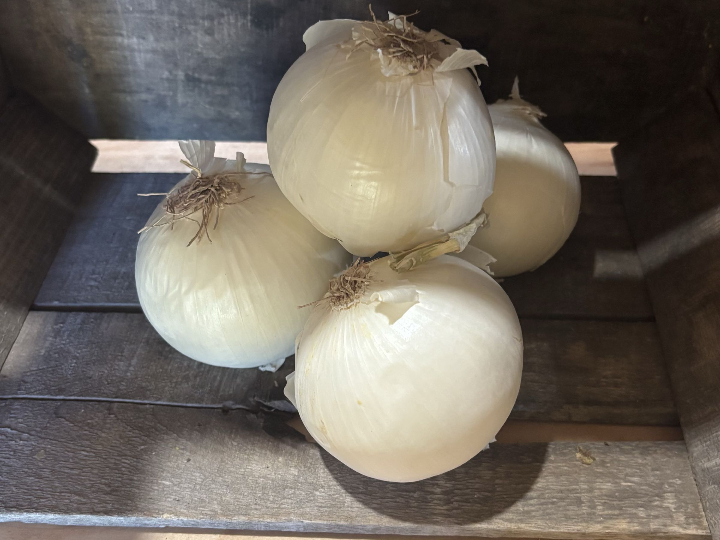White Onion 