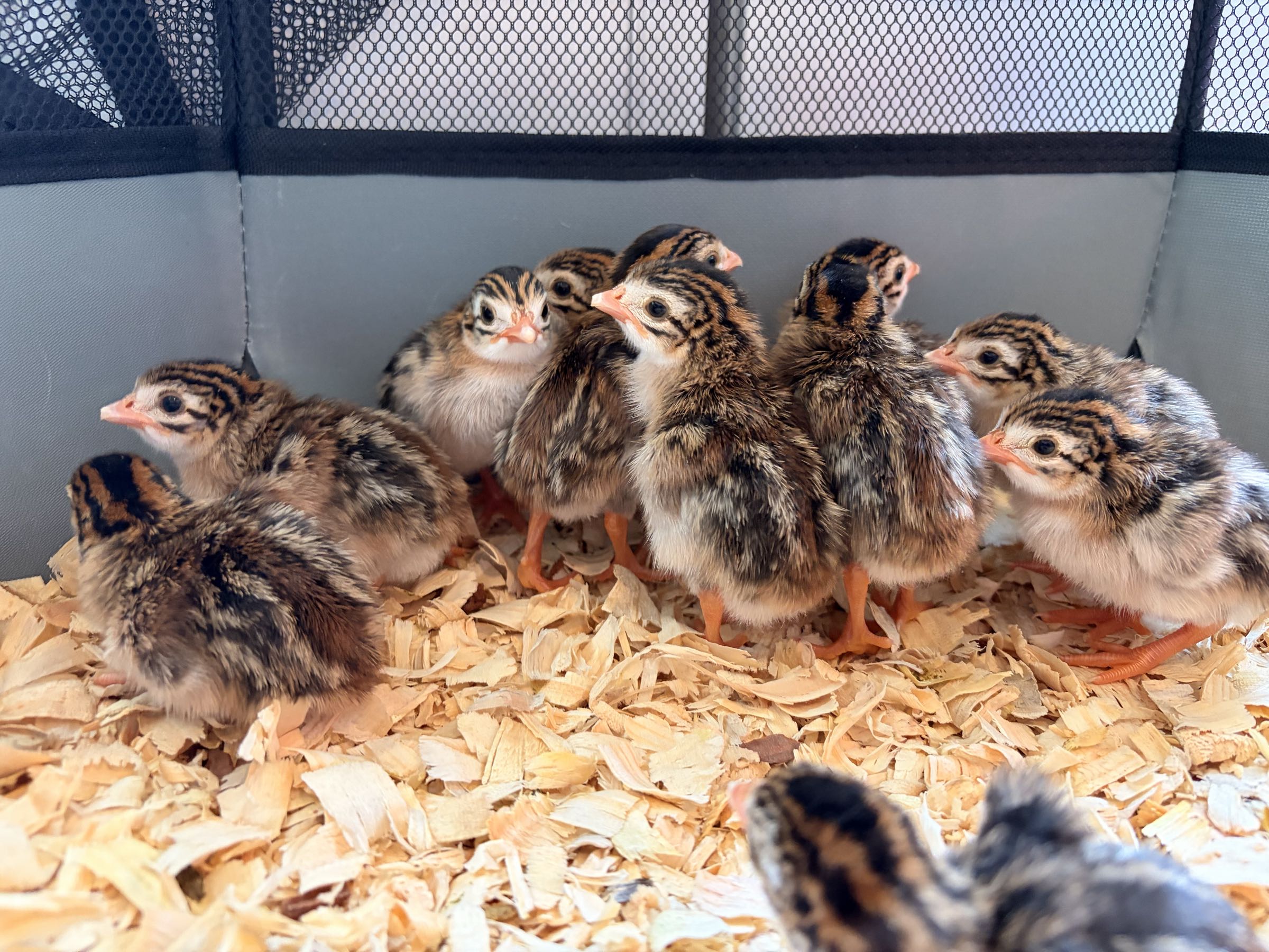 Thumbnail image 1 for Classic Spotted Guinea Fowl Keets