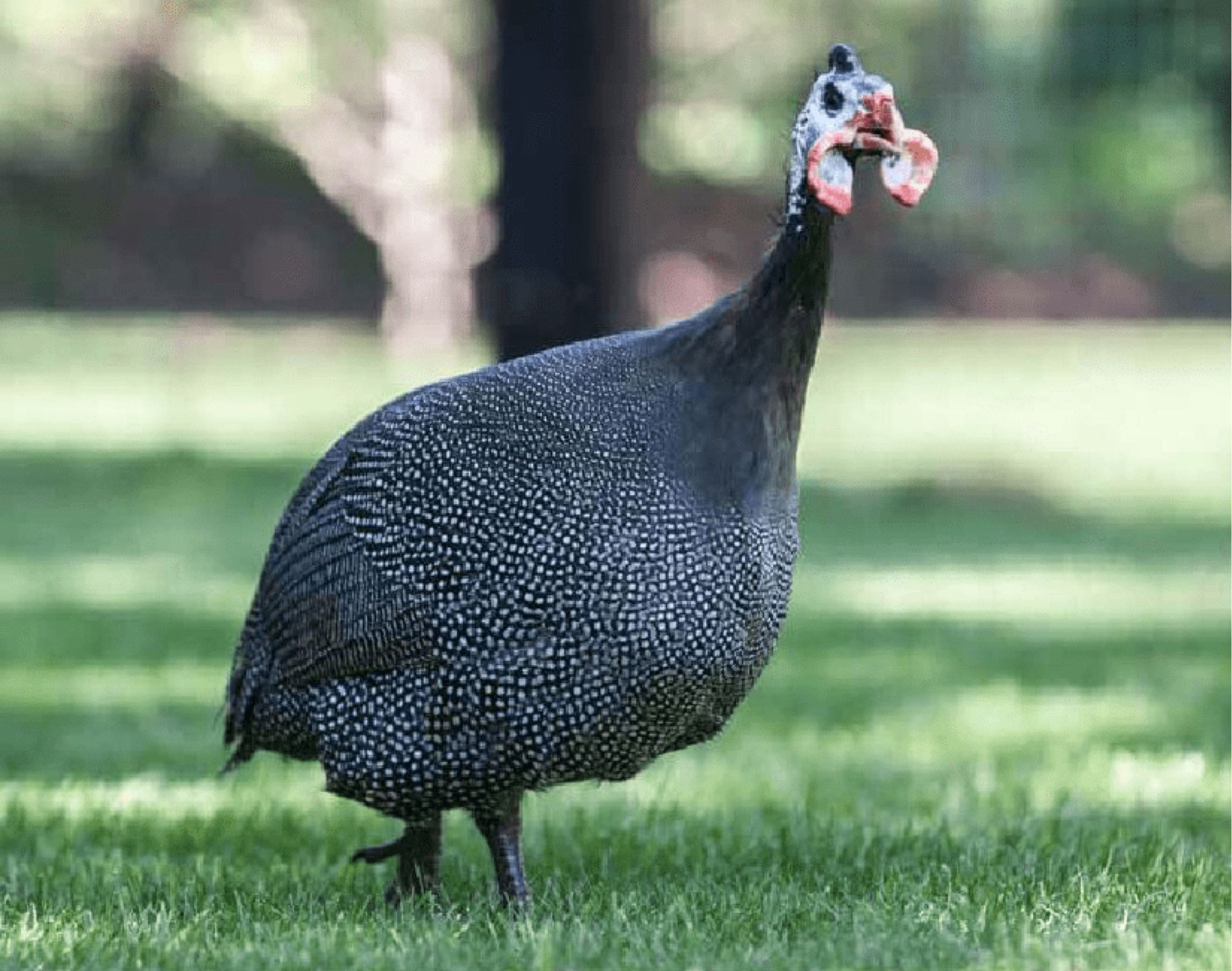 Thumbnail image 2 for Classic Spotted Guinea Fowl Keets