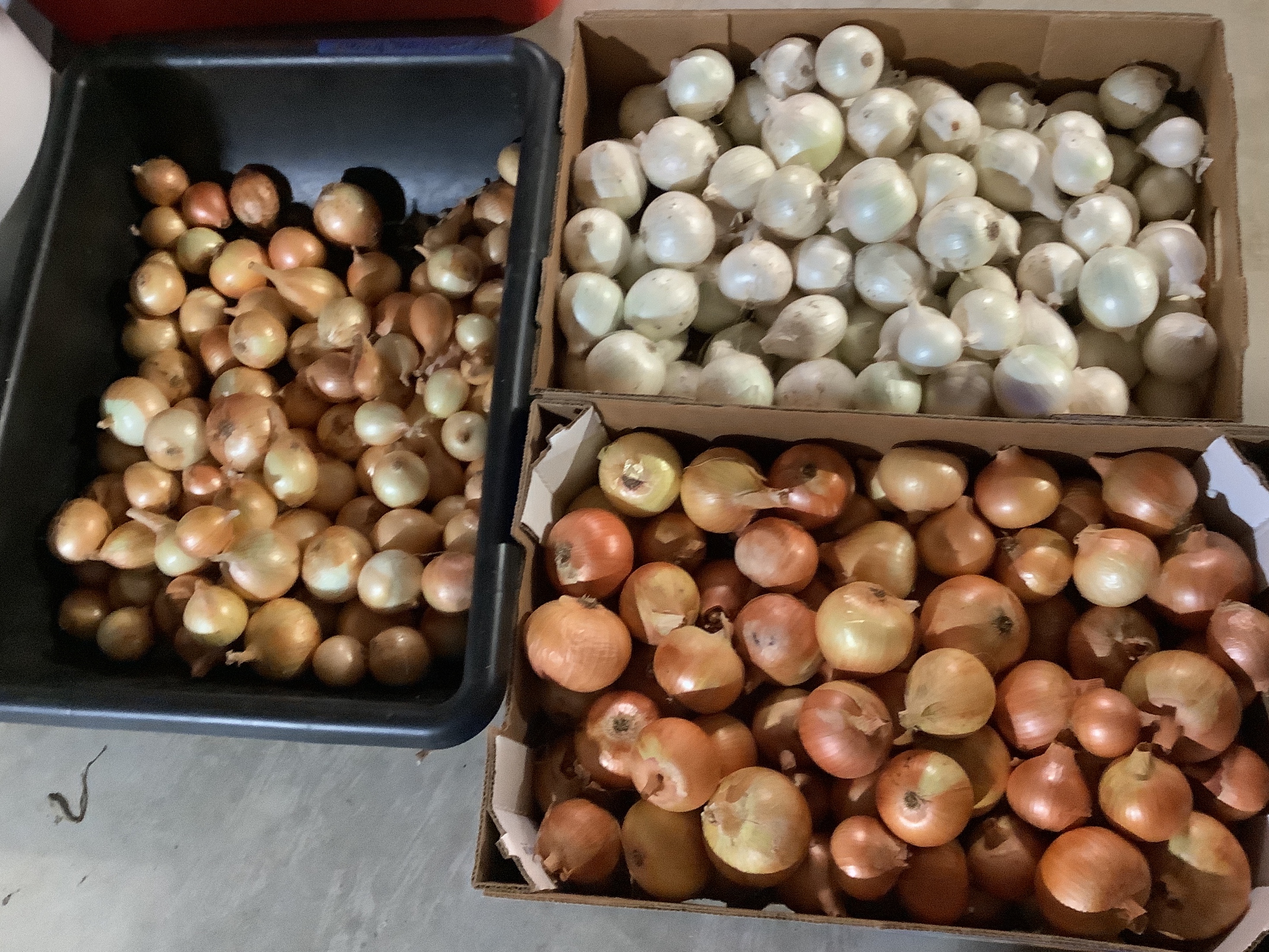 Onions, white and yellow 