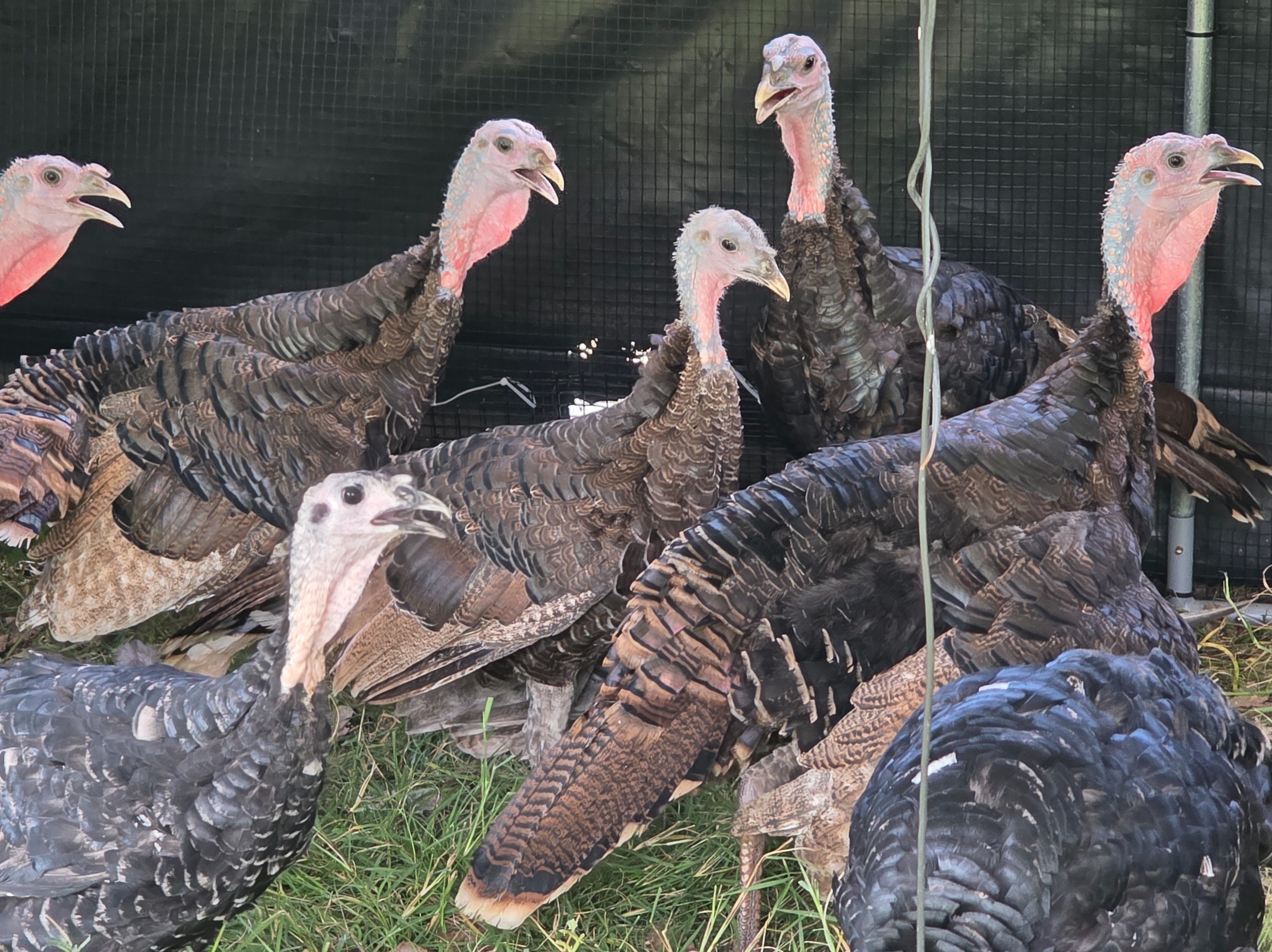 Turkey