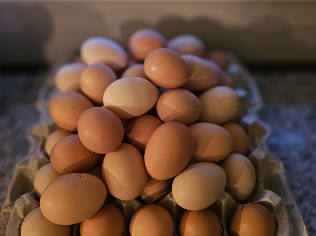 Thumbnail image 1 for Medium Farm Fresh Eggs - 1 Dozen