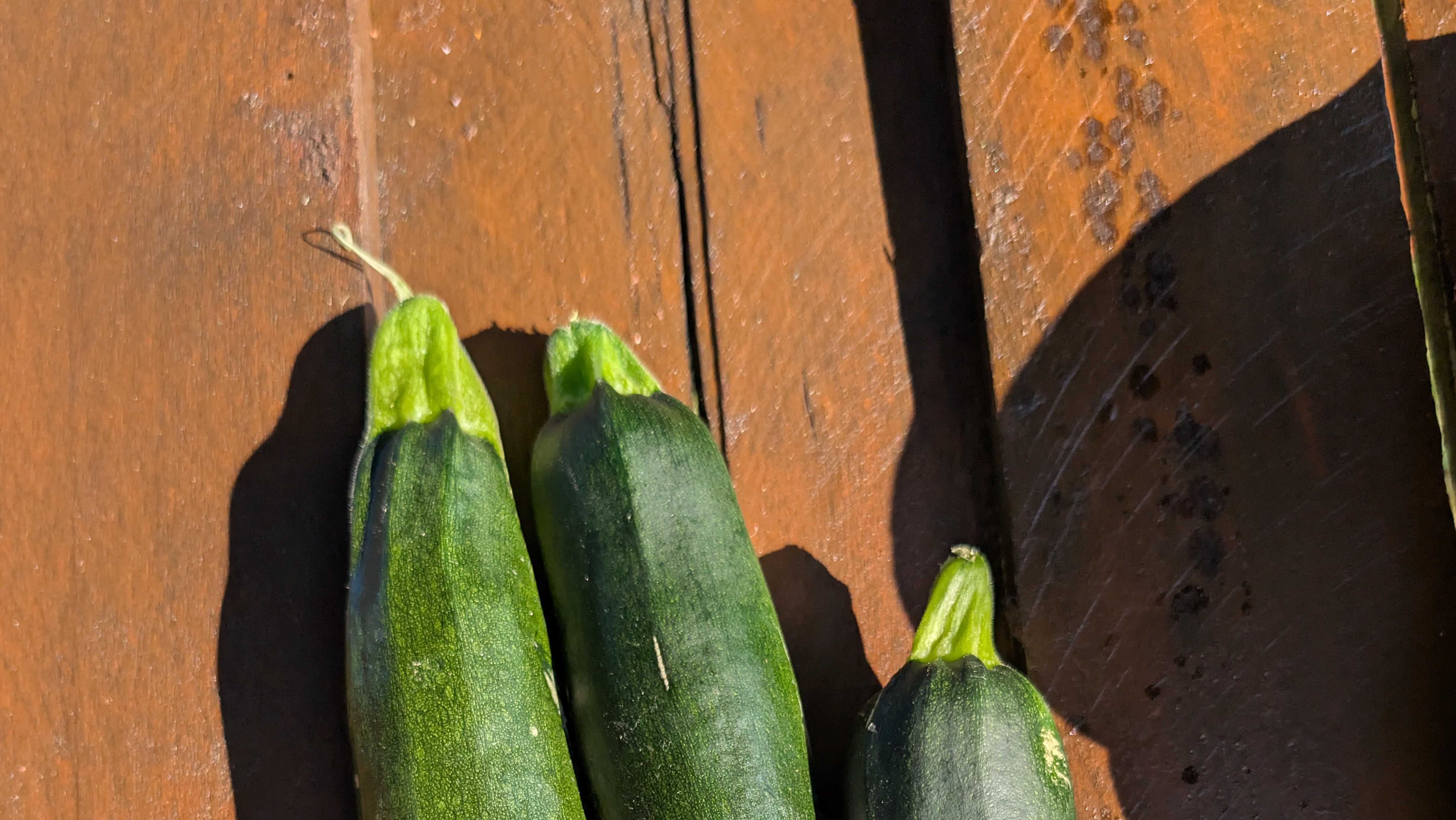 Black beauty zucchini 