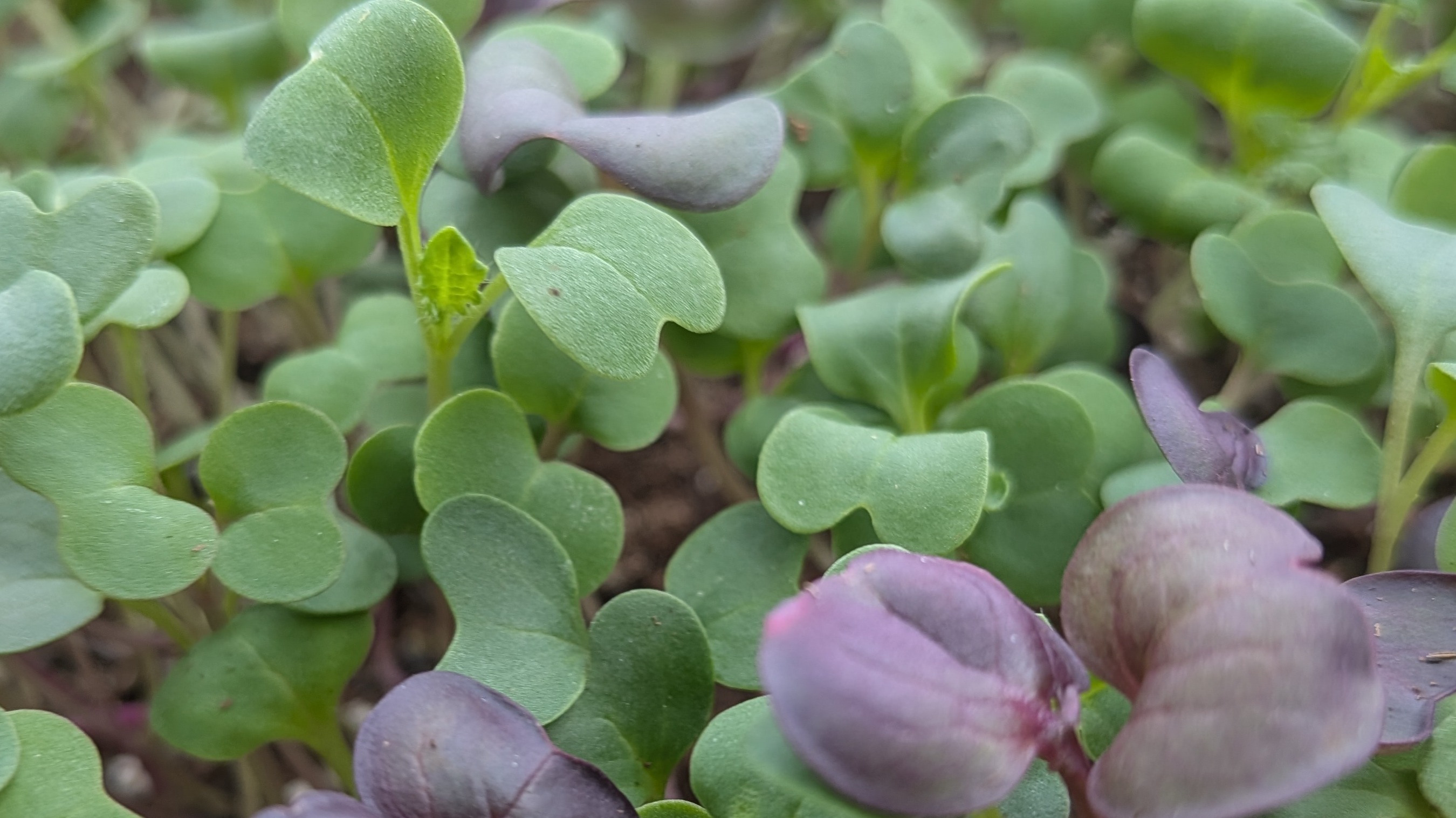 Superfood Blend Microgreens