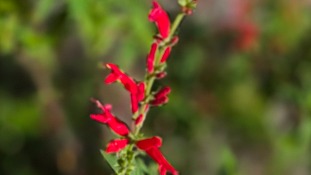 Pineapple sage flower tea