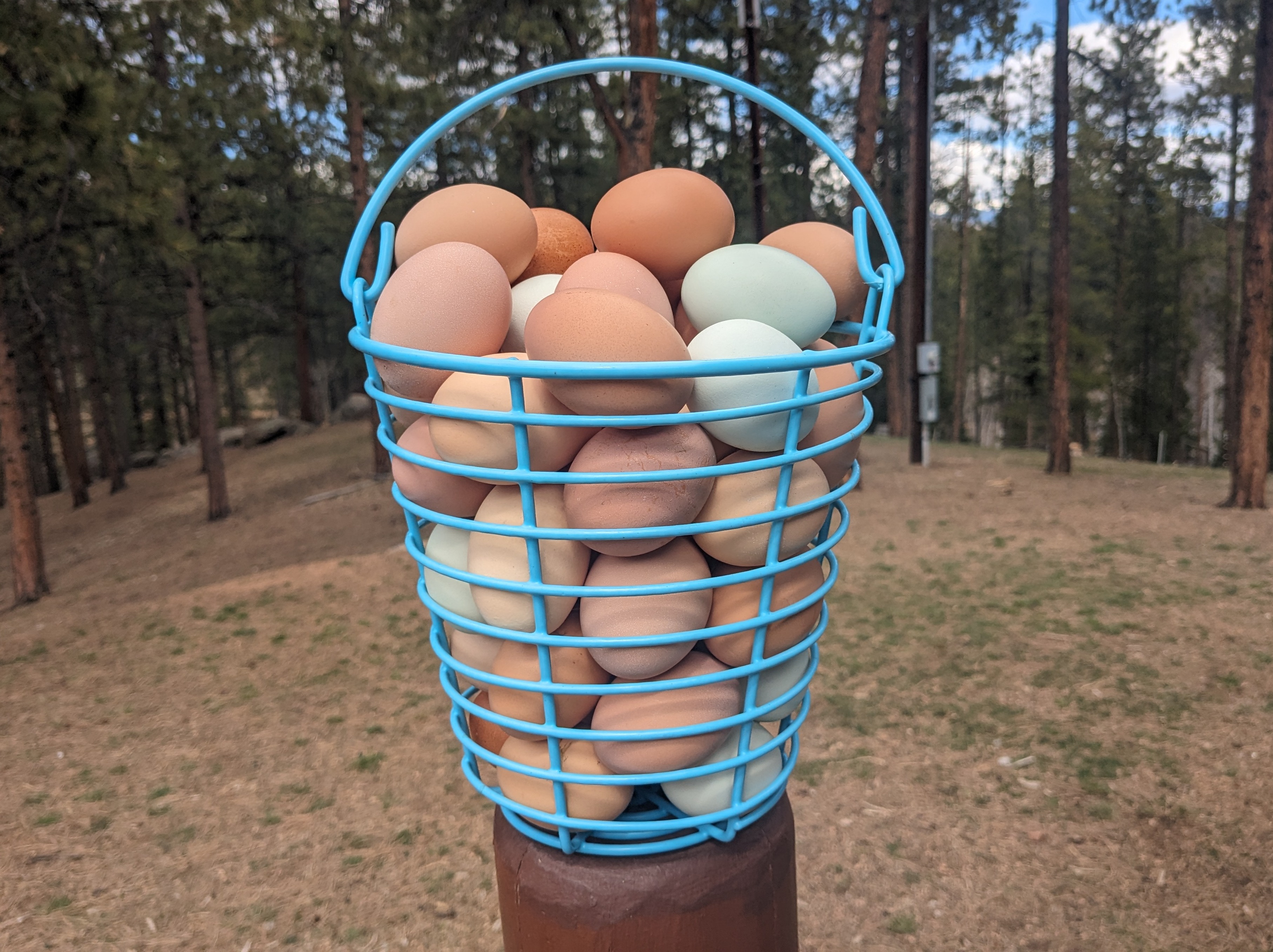 Thumbnail image 1 for Free Range Chicken Eggs