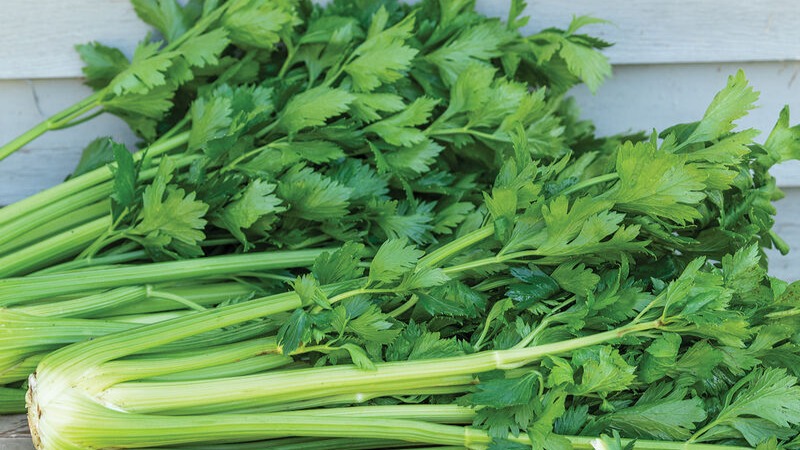Celery - Kelvin