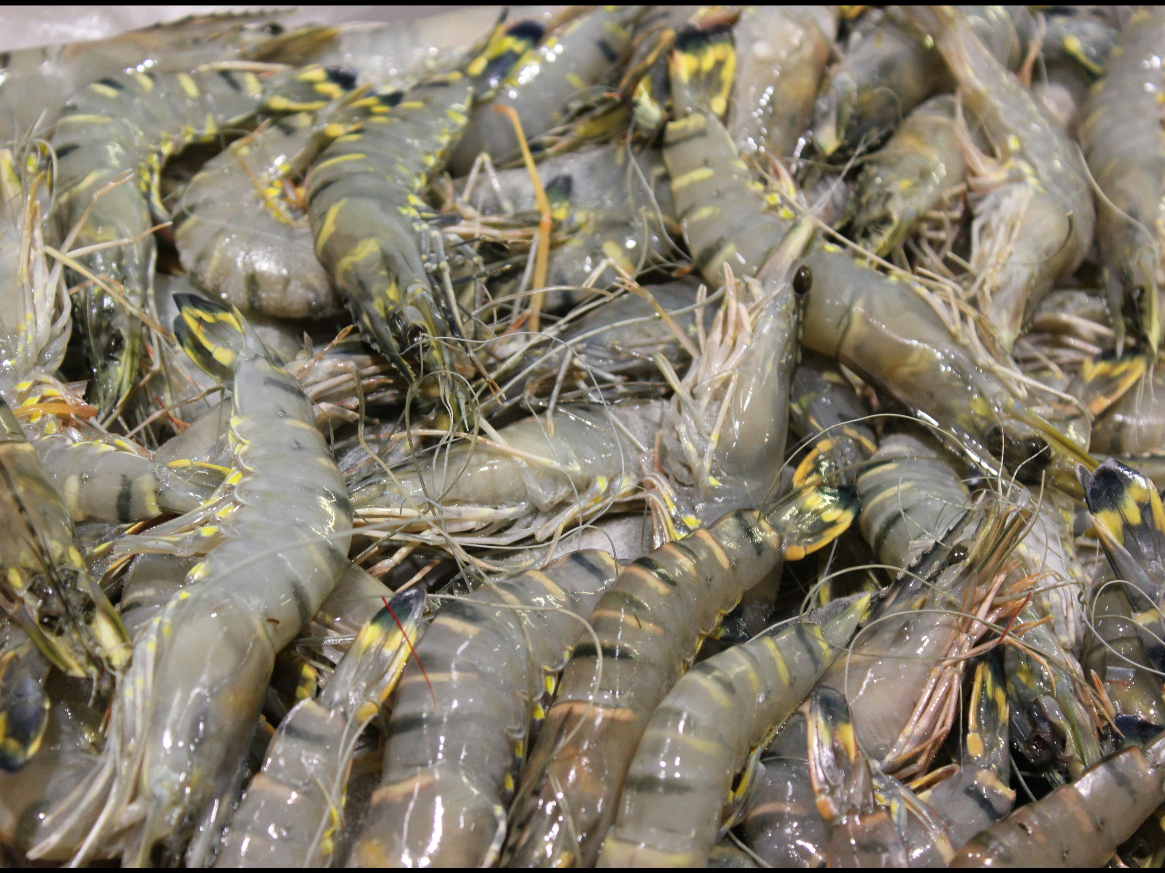 Thumbnail image 1 for Jumbo Fresh Gulf Shrimp (Head-on)