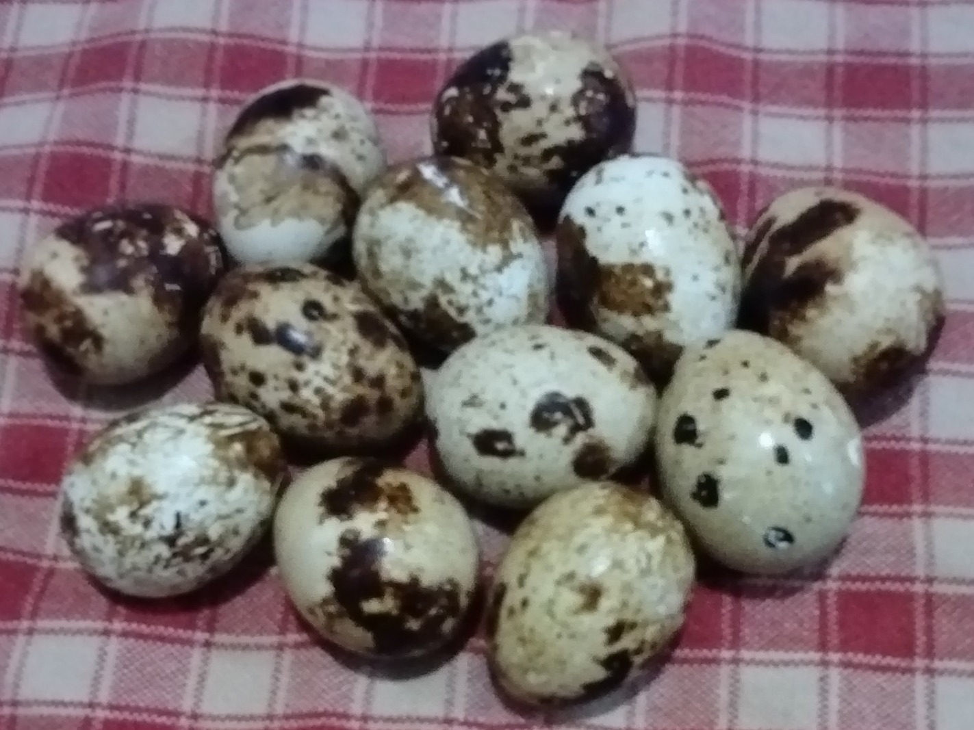 Quail Eggs - Fresh