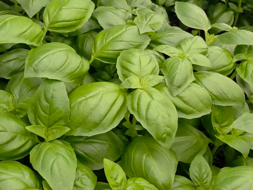 Fresh Genovese Basil