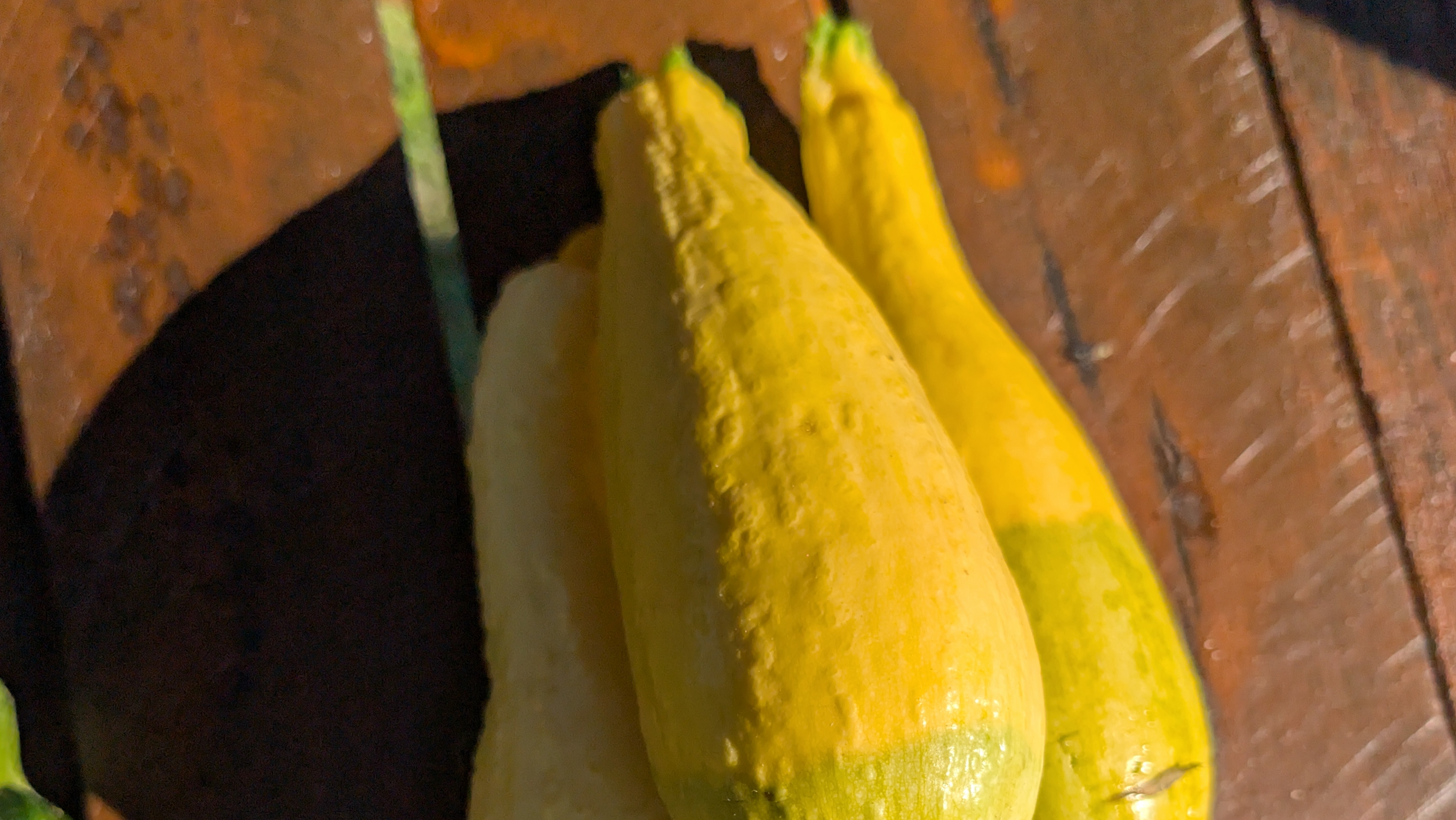 Zephyr/summer squash 