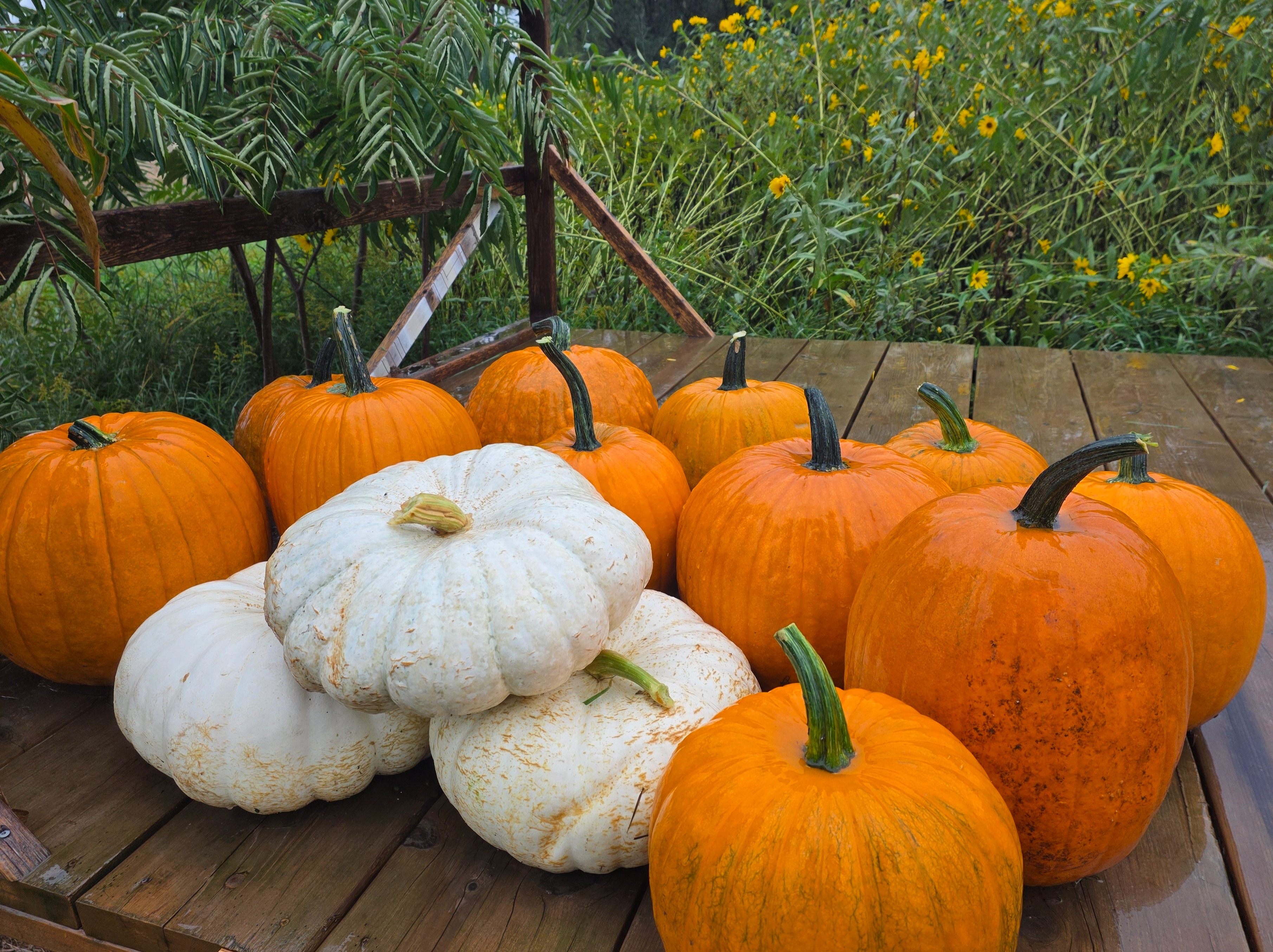 Large Pumpkins