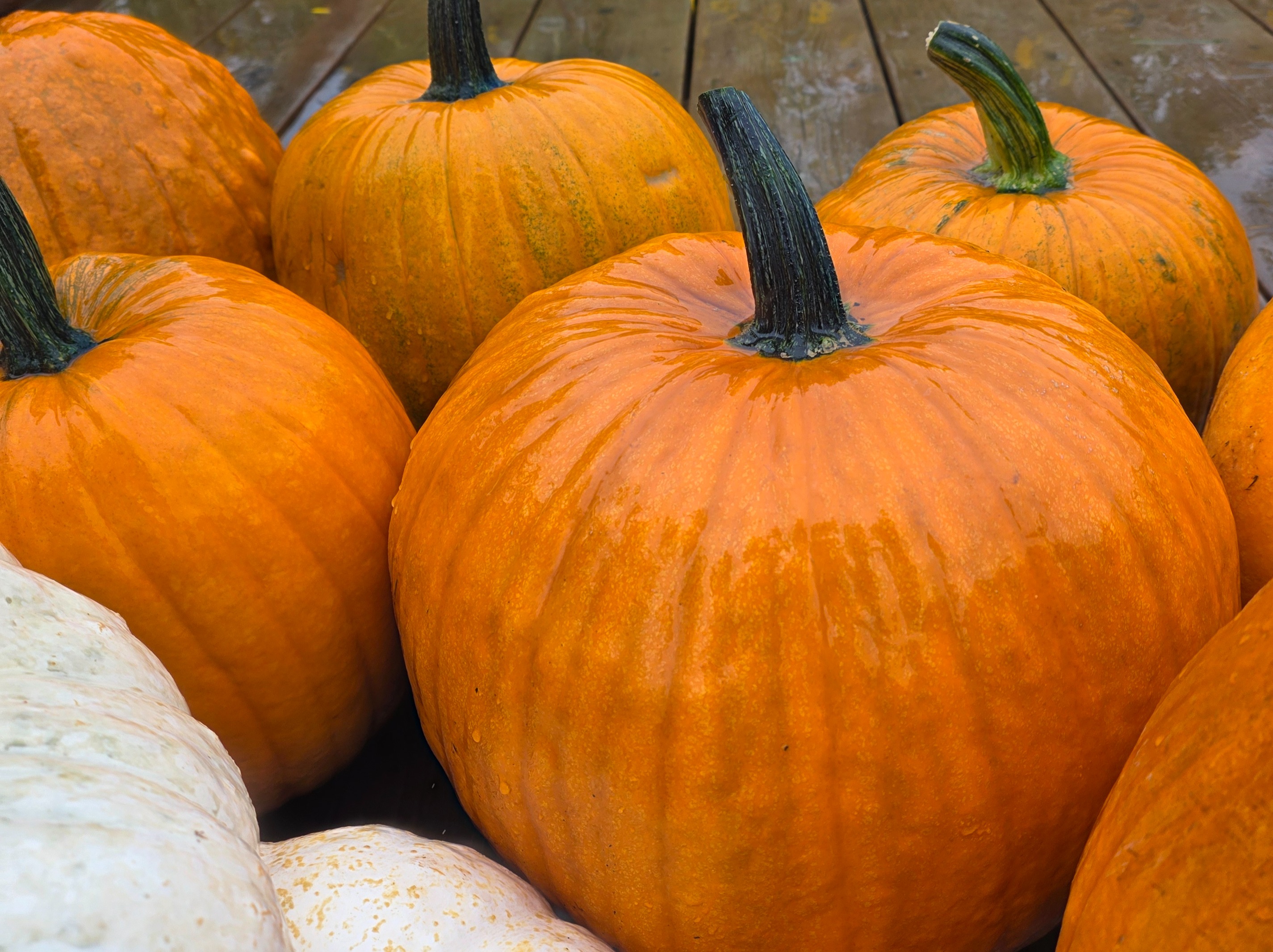 Thumbnail image 2 for Large Pumpkins