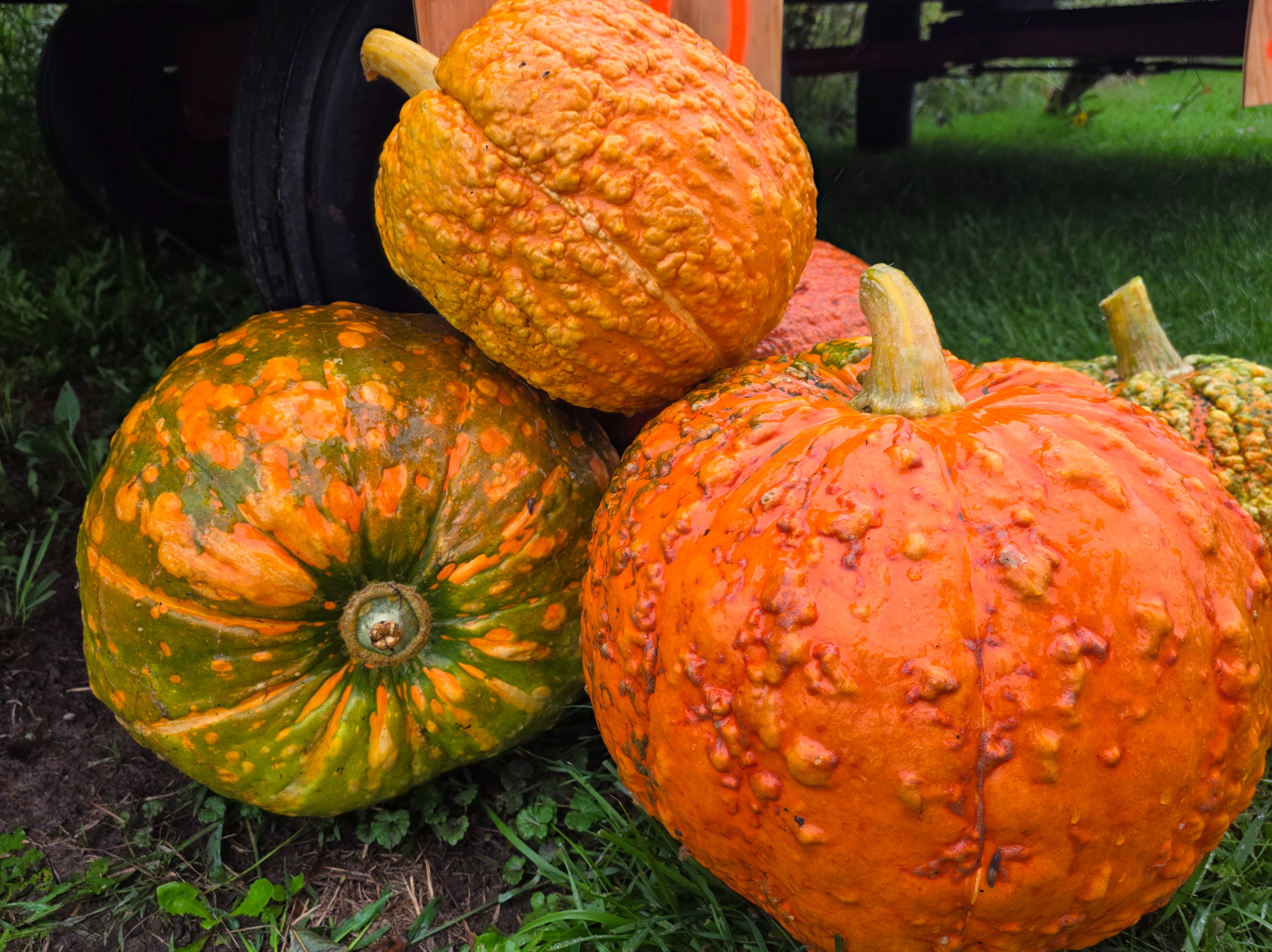 Thumbnail image 3 for Large Pumpkins