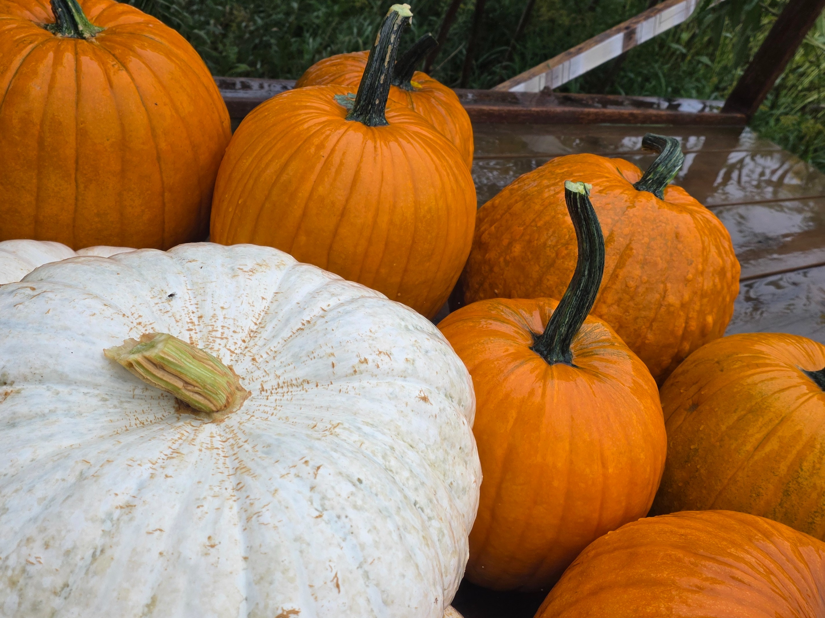 Thumbnail image 4 for Large Pumpkins
