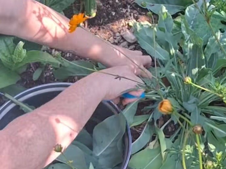 Gardening Class
