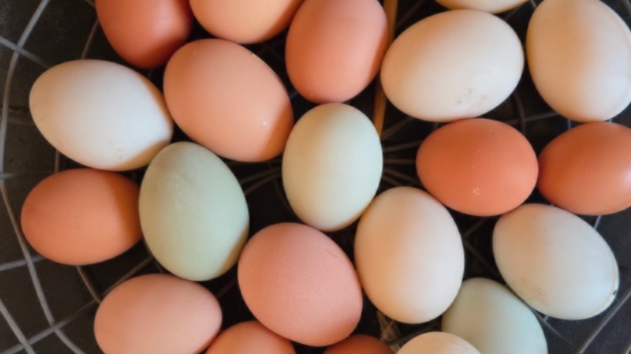 Pasture-Raised Eggs - 1 Dozen