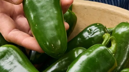 START - Pepper Hot - Big Guy Jalapeno