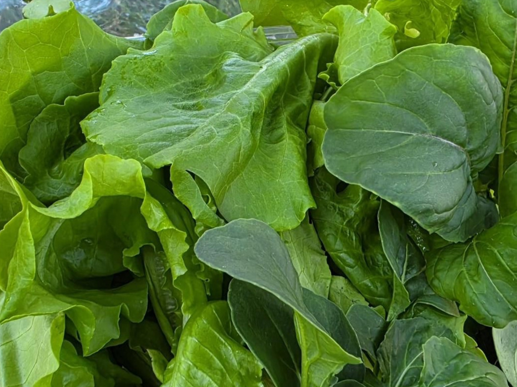 Hydroponic Baby Roquette Arugula and Buttercrunch Lettuce Mix