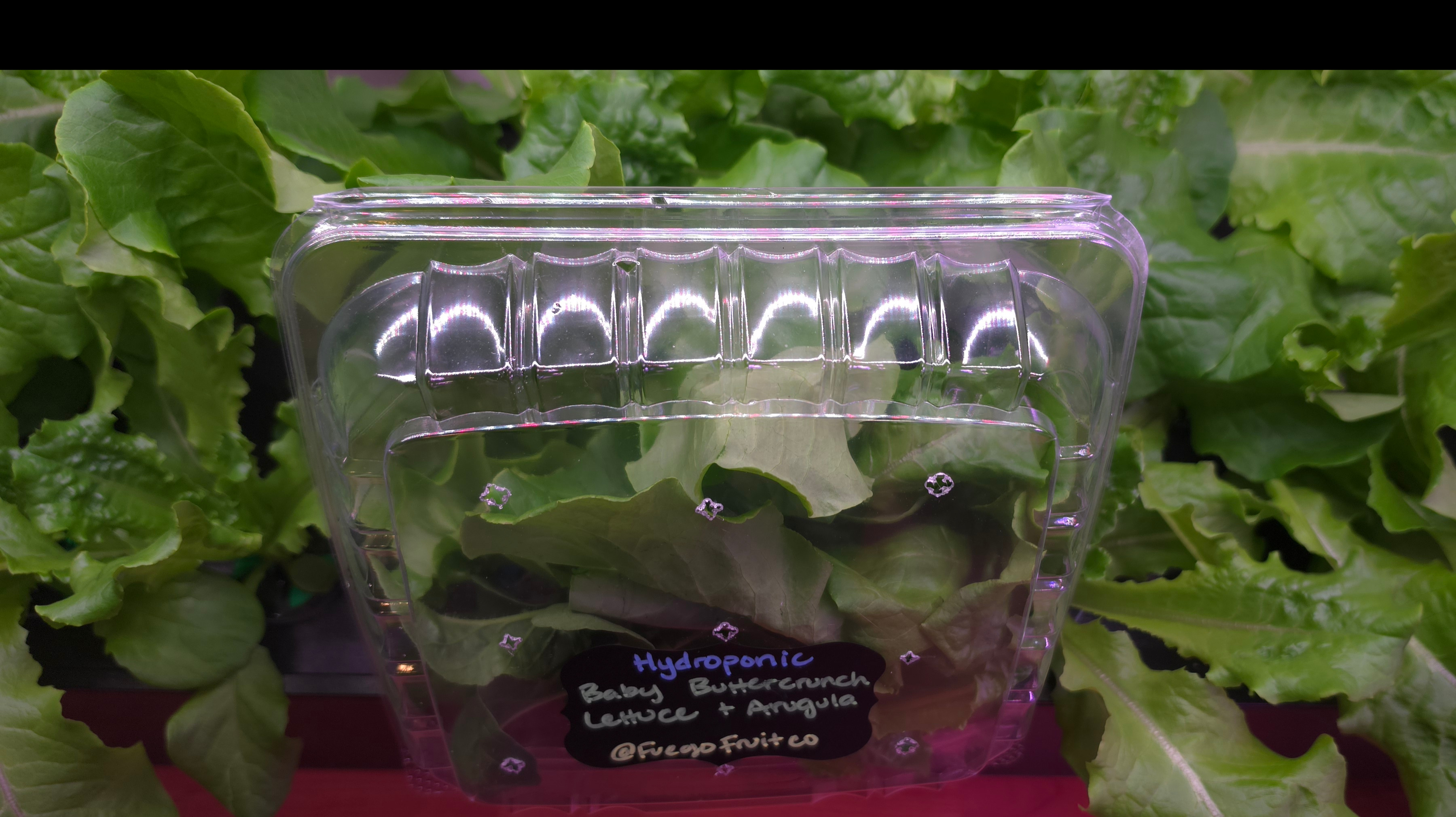 Hydroponic Baby roquette arugula and buttercrunch lettuce mix