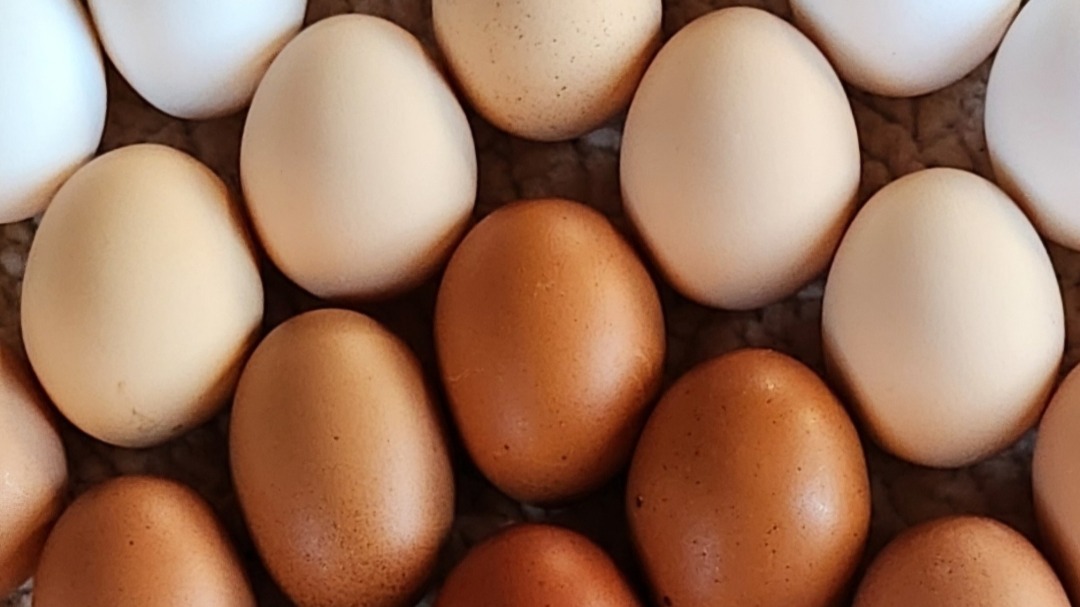 2 doz Eggs - Pasture Raised, Free-Range, Organic chicken eggs Hi-Omega3 Large to Jumbo sized