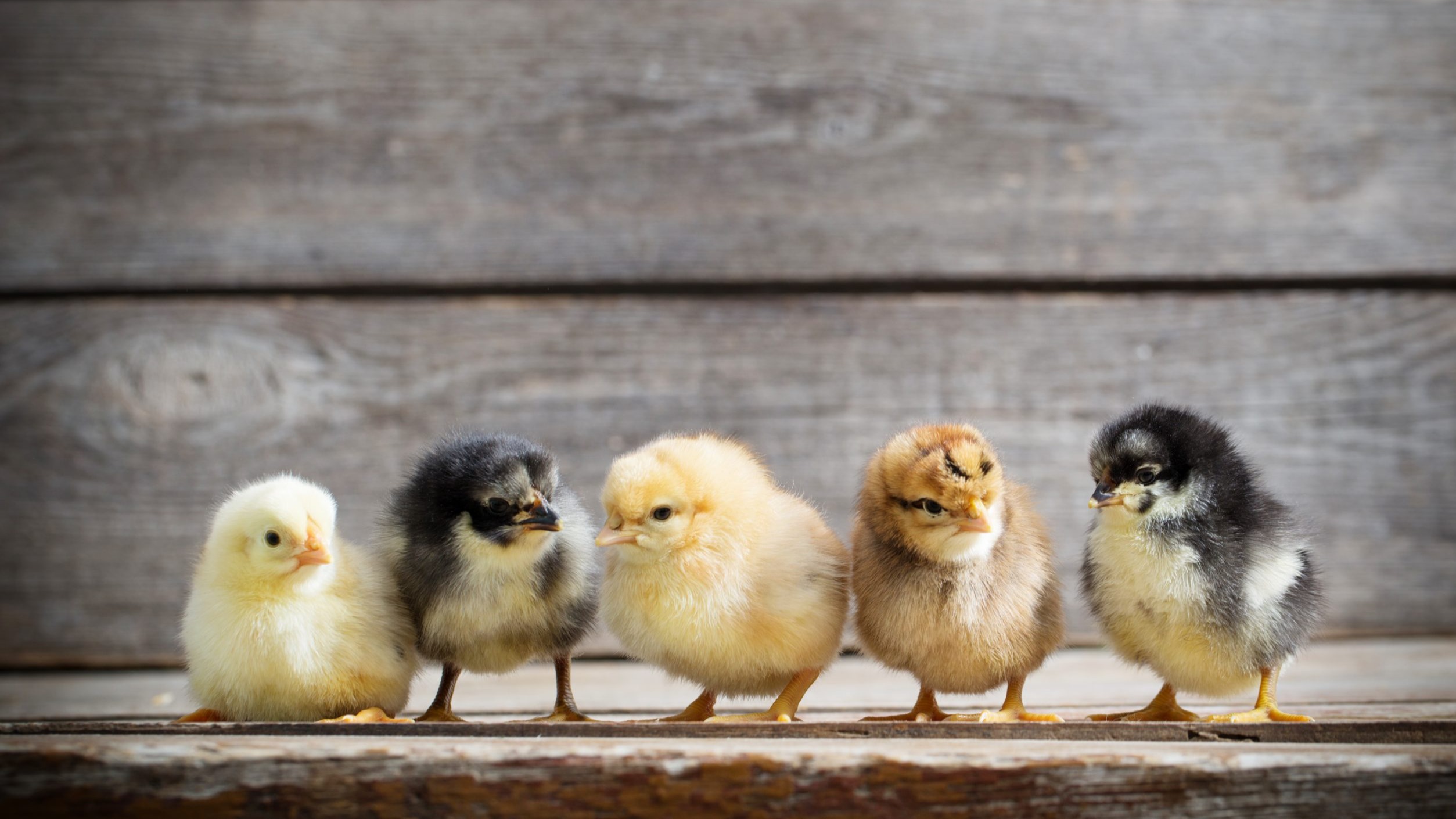Thumbnail image 2 for 2 doz Eggs - Pasture Raised, Free-Range, Organic chicken eggs Hi-Omega3 Large to Jumbo sized