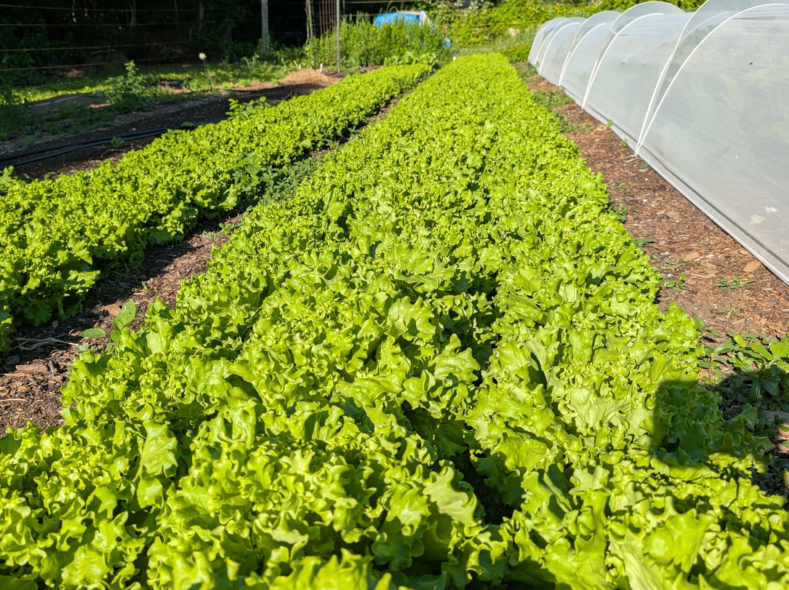 Thumbnail image 1 for Muir lettuce head