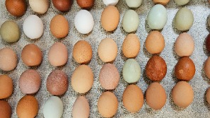 Two dozen eggs