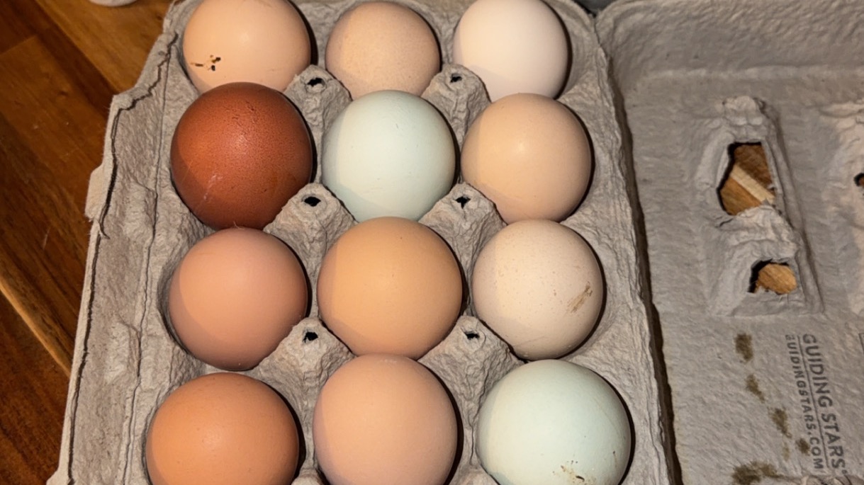 Chicken eggs