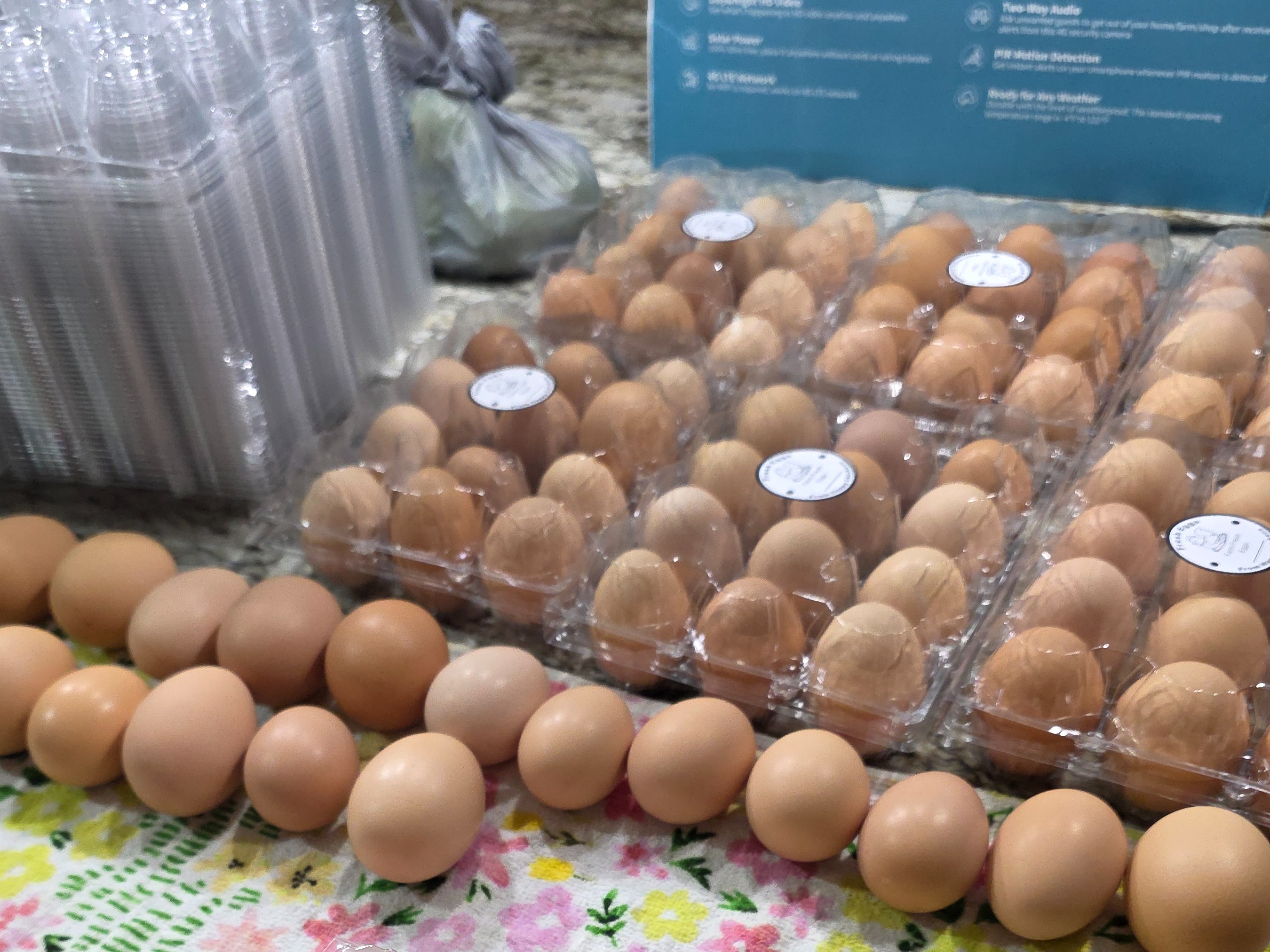Fresh pasture raised eggs 