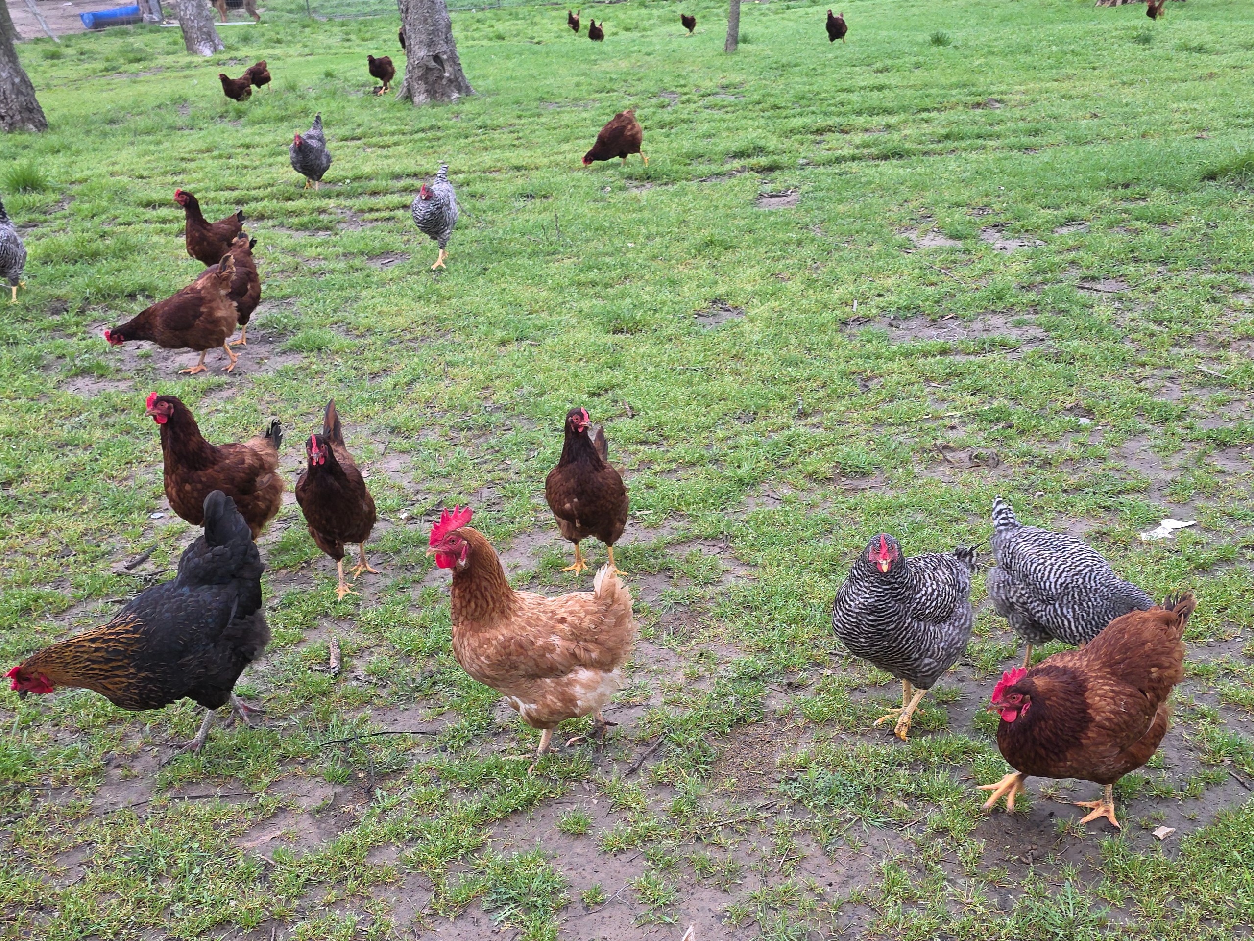 Thumbnail image 2 for Fresh pasture raised eggs 