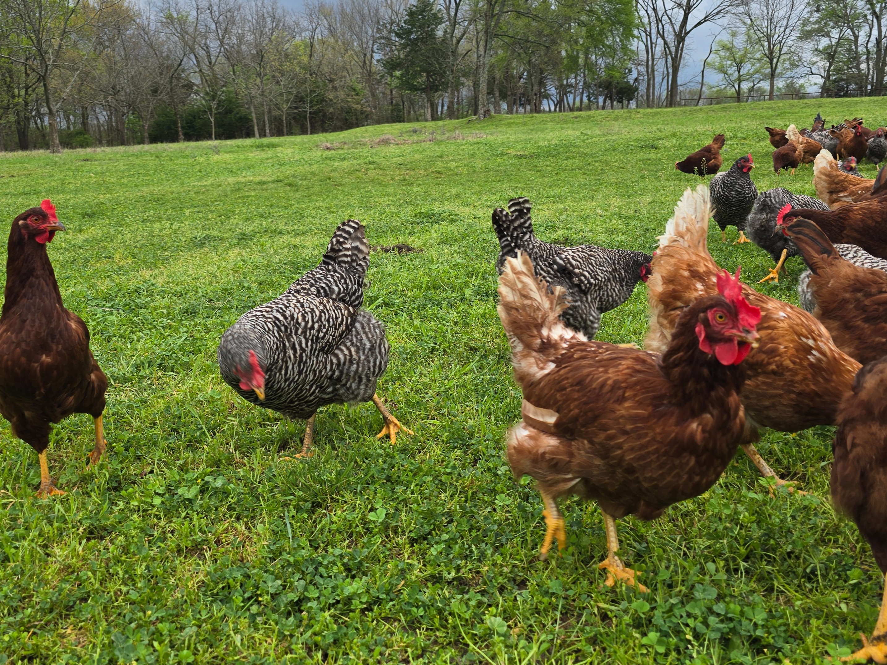 Thumbnail image 3 for Fresh pasture raised eggs 
