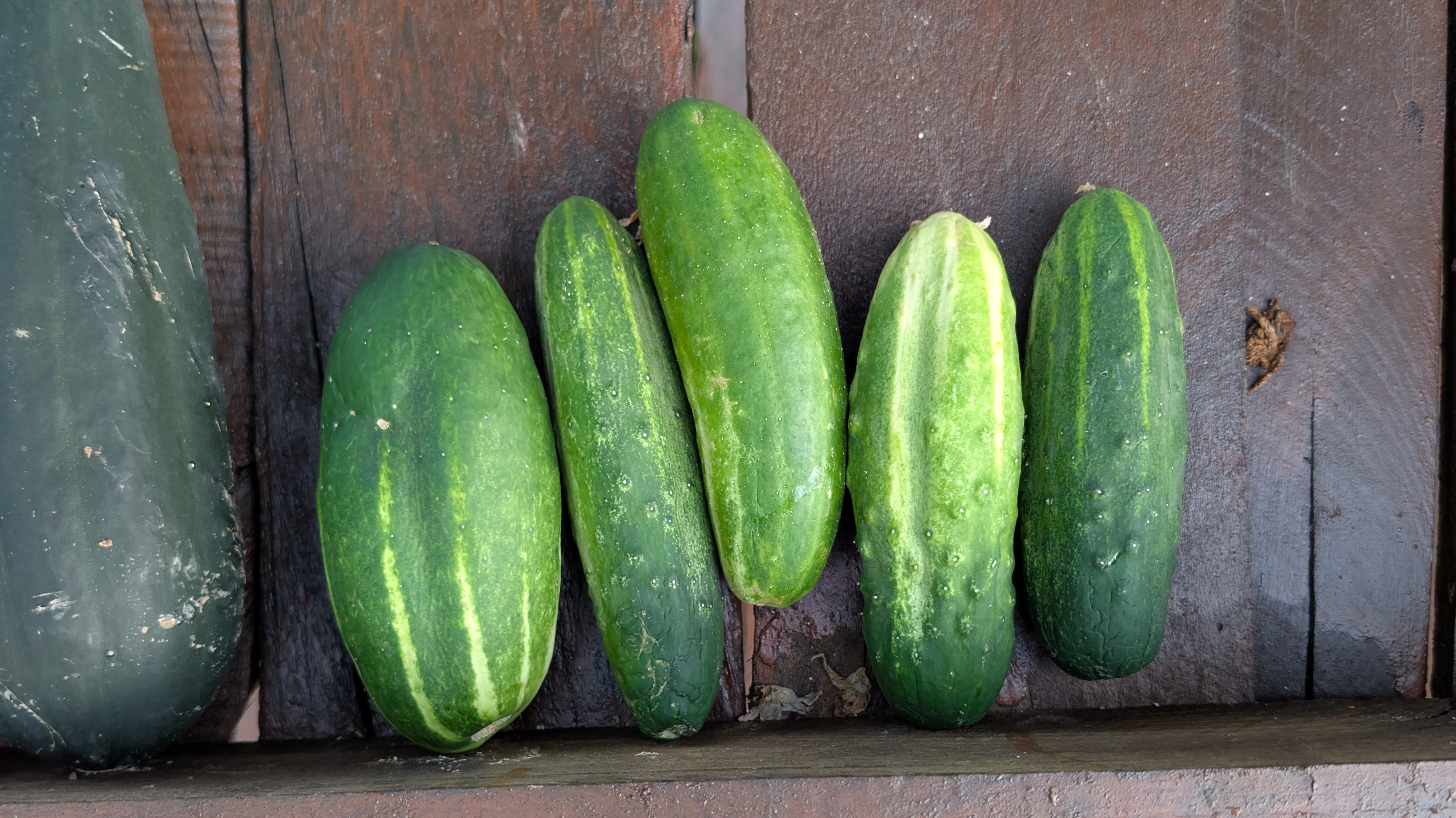 Cucumbers