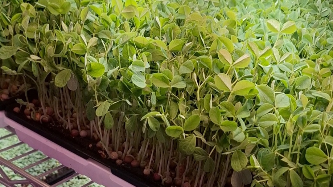 Thumbnail image 1 for Pea Shoot Microgreens - 2 Oz