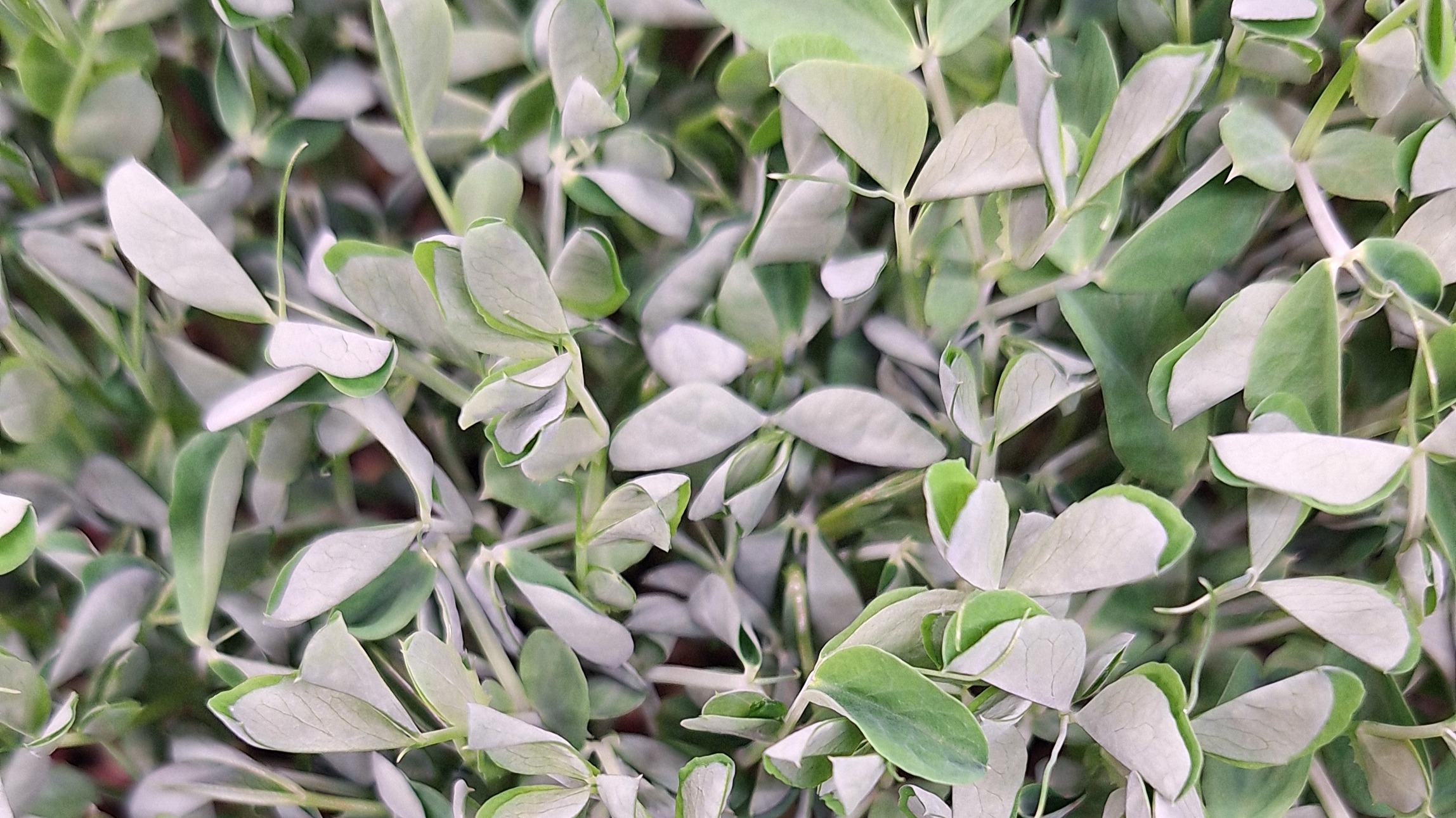 Thumbnail image 2 for Pea Shoot Microgreens - 2 Oz