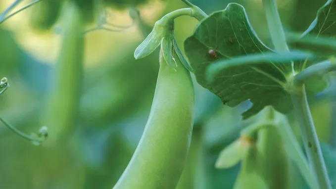 START - Pea - Little SnapPea Crunch