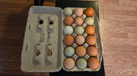 18 Chicken Eggs