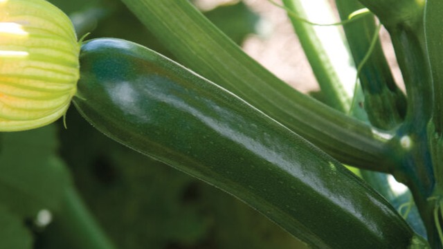 START large - Summer Squash - Zucchini - Noche